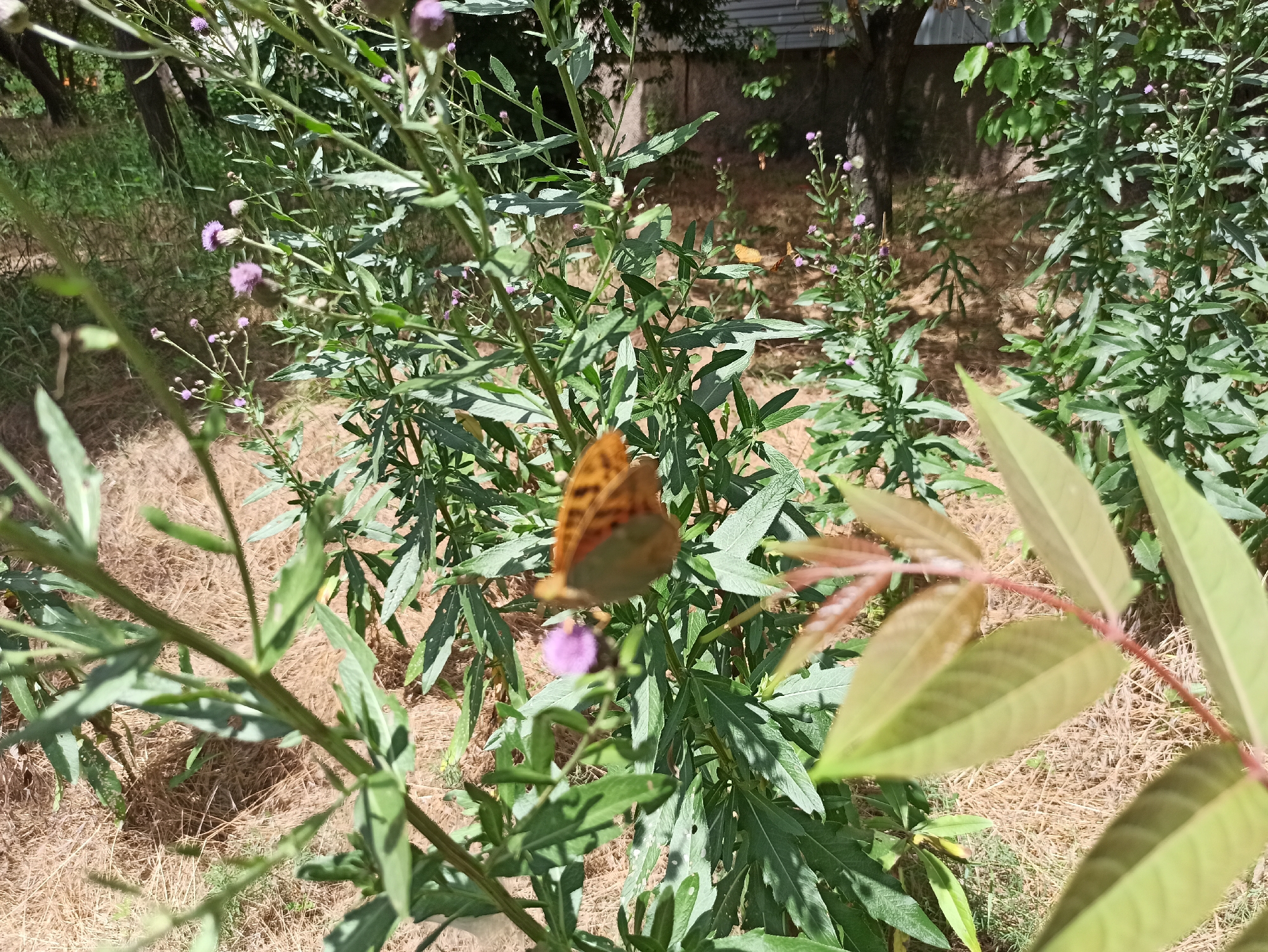 In an outdoor setting with dry, straw-like ground cover, a close-up view captures a butterfly with orange and brown patterned wings resting on a thin stem. The butterfly is positioned slightly off-center to the right, with its wings spread. Surrounding the butterfly are various green plants with elongated leaves, some bearing small purple flower buds. In the background, out of focus, are more plants, trees, and a hint of a fence or wall. The lighting suggests a sunny day.