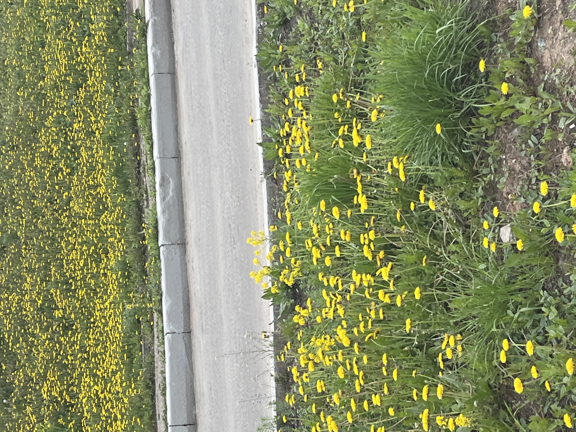 The image shows a field of yellow dandelions adjacent to a concrete walkway or road, possibly in a city park or green space. The left side of the image is densely populated with dandelions, while the right side features a less dense distribution of the flowers, along with taller grass and some bare patches of dirt. The gray concrete walkway or road separates the two areas. I am unable to determine whether or not it is in Izhevsk.