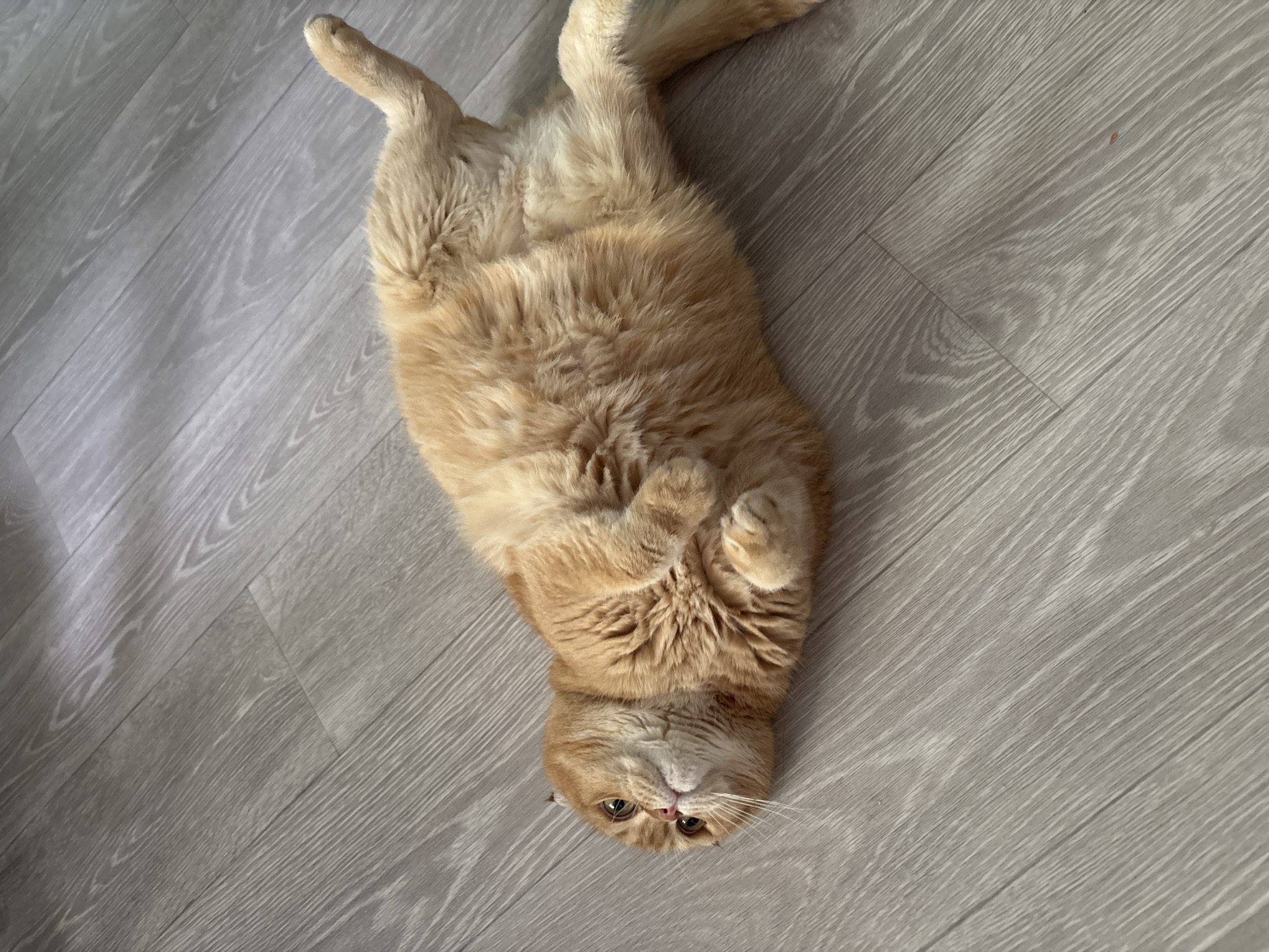 A ginger colored cat is lying on its back on a gray wooden floor. The cat is facing the viewer and its legs are in the air. The cat's eyes are open and it appears to be relaxed. The floor is made of light gray laminate with a wood grain pattern. There is a shadow on the floor to the left of the cat, cast by an unseen object.