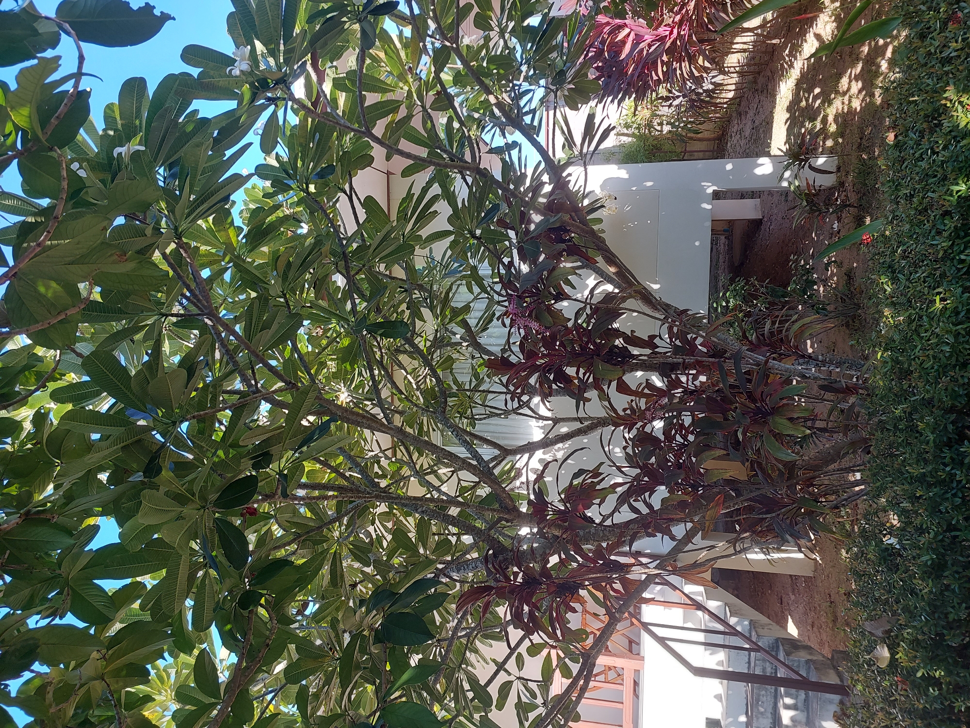 The image depicts a lush green tree with large leaves, possibly a plumeria, in the foreground. The tree has a thick trunk and branches that extend upwards, obscuring the sky in many areas. Beneath the larger tree, there is a cluster of plants with dark red, lance-shaped leaves. To the left, a set of concrete stairs with a reddish-brown railing leads up to a white building. The building has a covered area beneath it, supported by pillars, and a light-colored wall with a window visible. The ground around the plants and stairs is covered in a mix of dirt and small stones, with shadows cast by the foliage. In the background, to the right, more plants with red and green foliage are visible, suggesting a tropical or sub-tropical environment. The sky is visible as a clear blue in the upper right corner of the image. The scene is situated in Baan Mae Nam, Thailand, indicated by the presence of characteristic tropical vegetation and architecture.