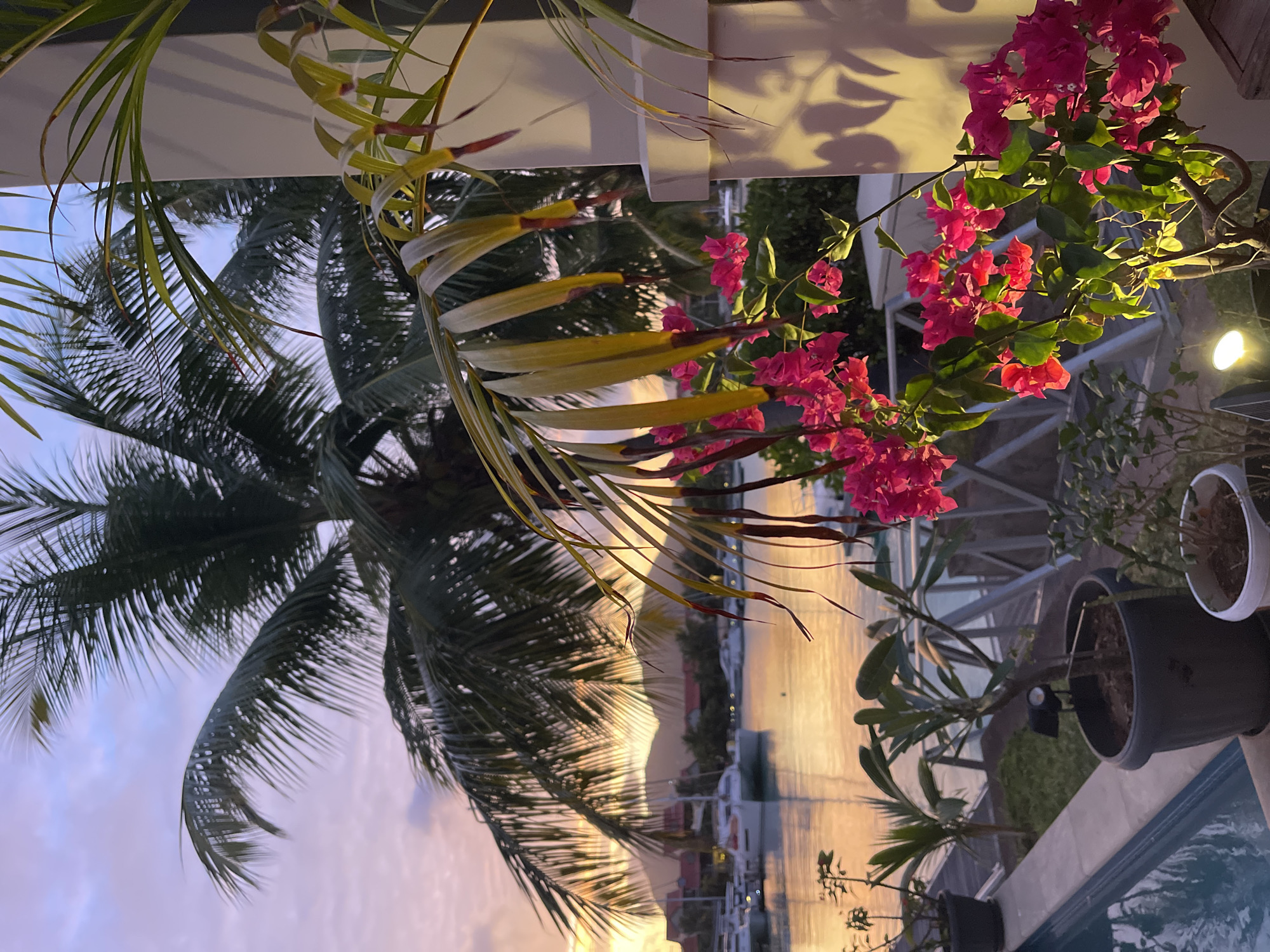 The image depicts a tropical sunset scene at a marina, likely in or around Victoria, Seychelles. In the foreground, vibrant pink bougainvillea flowers bloom, their petals illuminated by the warm, golden light of the setting sun. These flowers are partially obscuring a tall, pale column and the fronds of a palm tree, which extends across the upper portion of the frame. In the mid-ground, a tranquil bay is visible, dotted with several white sailboats moored along a waterfront. Beyond the marina, a gently sloping mountain range forms the backdrop, its silhouette softened by the twilight haze. The sky above is a canvas of soft purples and pinks, transitioning into a pale blue as it rises. The overall atmosphere is one of serene tropical beauty, with the warm hues of the sunset reflecting on the calm water.