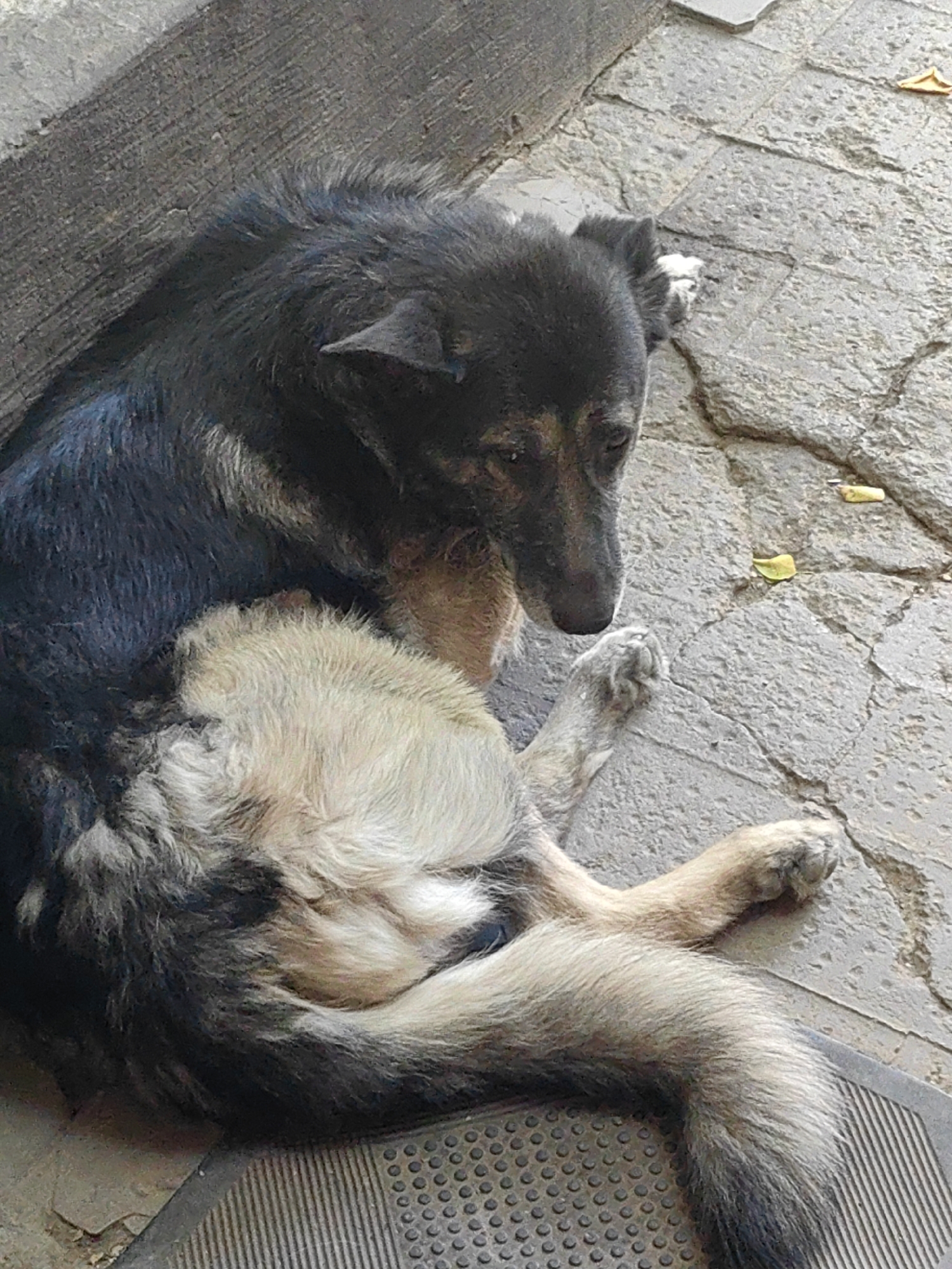 A medium-sized, mixed-breed dog with black and tan fur lies on a cracked, stone pavement. The dog is curled up, with its head resting on the ground and its paws tucked in. Its fur appears somewhat matted. The environment suggests an outdoor urban setting, possibly a sidewalk or a courtyard, with visible leaf debris on the pavement. There is a dark, textured mat or surface partially visible at the bottom of the frame. The image appears to have been taken from a slightly elevated, overhead perspective. The specific location in Shymkent, Kazakhstan, cannot be determined from the visual information provided.