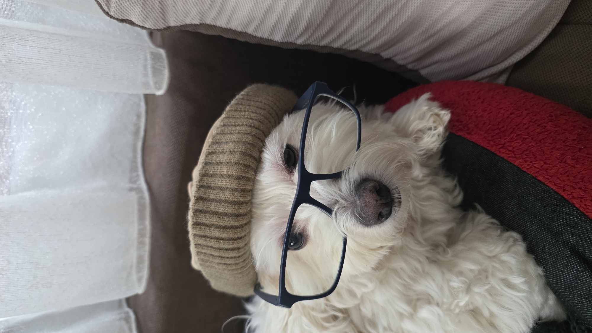 A small, fluffy white dog, possibly a Maltese or Bichon Frise, is featured in a close-up, head-shot style photograph. The dog is lying down, looking directly at the camera with a calm and curious expression. It is adorned with a light brown or beige knitted beanie covering its ears and dark-rimmed glasses perched on its nose. Its fur is bright white, with glimpses of pink skin around its dark eyes and a dark, moist nose.
The dog is resting on a dark surface, likely a couch or bed. A vibrant red, fluffy pillow or blanket is visible behind its head on the right side of the frame. Towards the top and left of the image, a beige or light brown textured fabric, possibly upholstery, can be seen. Further to the left, a sheer white curtain or fabric with a delicate, shimmering pattern suggests an indoor setting with natural daylight.
The scene conveys a whimsical and endearing mood, highlighting the dog's playful accessories. There is no visible text in the image. This moment was captured in Blagoevgrad, Bulgaria.