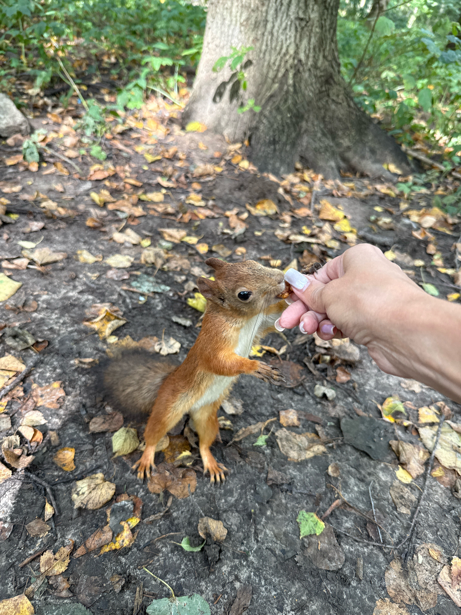 An individual's hand, with manicured fingernails, offers food to a squirrel. The squirrel stands on its hind legs, reaching for the food with its front paws. The scene takes place outdoors on the ground covered with fallen leaves. In the background, the base of a large tree is visible, along with foliage. The image appears to be taken in Rusanovo, Russia.