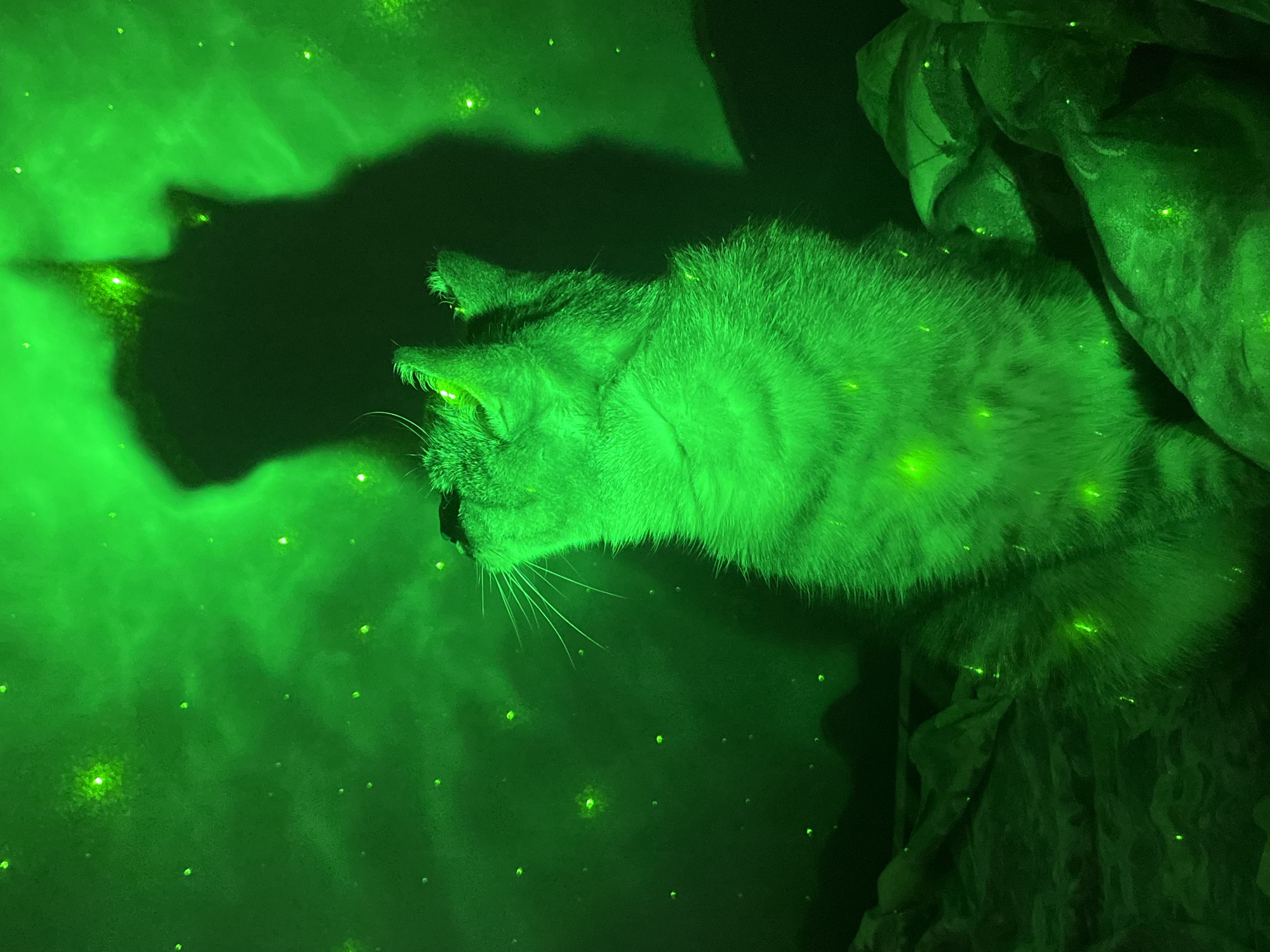 A cat sits at the edge of what appears to be a bed or other soft surface, its head tilted downward and its gaze directed toward an area filled with green light and small points of light resembling stars. A dark shadow of the cat is projected onto the illuminated surface. No indication of the location being Nizhny Tagil, Russia is available in the image.