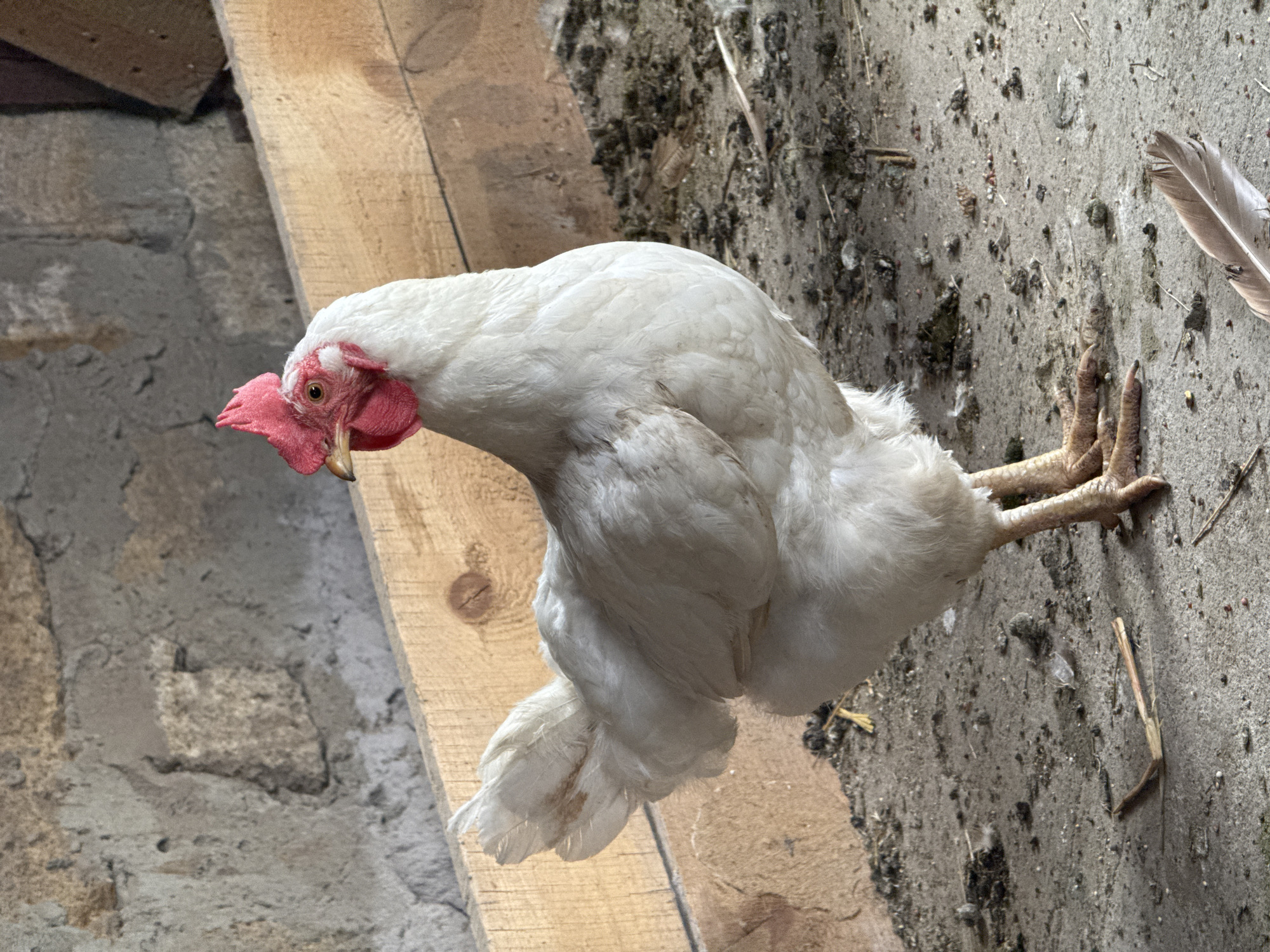 A white hen stands in a coop. The hen is facing left, with its head turned towards the camera. It has a red comb and wattles, and its eyes are visible. The hen's feathers are white, and its legs and feet are a pale yellow. The coop appears to be made of concrete and wood. The floor of the coop is covered with dirt, straw, and some chicken droppings. There are also a few feathers scattered on the ground. The background consists of a concrete wall and some wooden planks. The scene is lit by natural light, casting shadows on the ground.