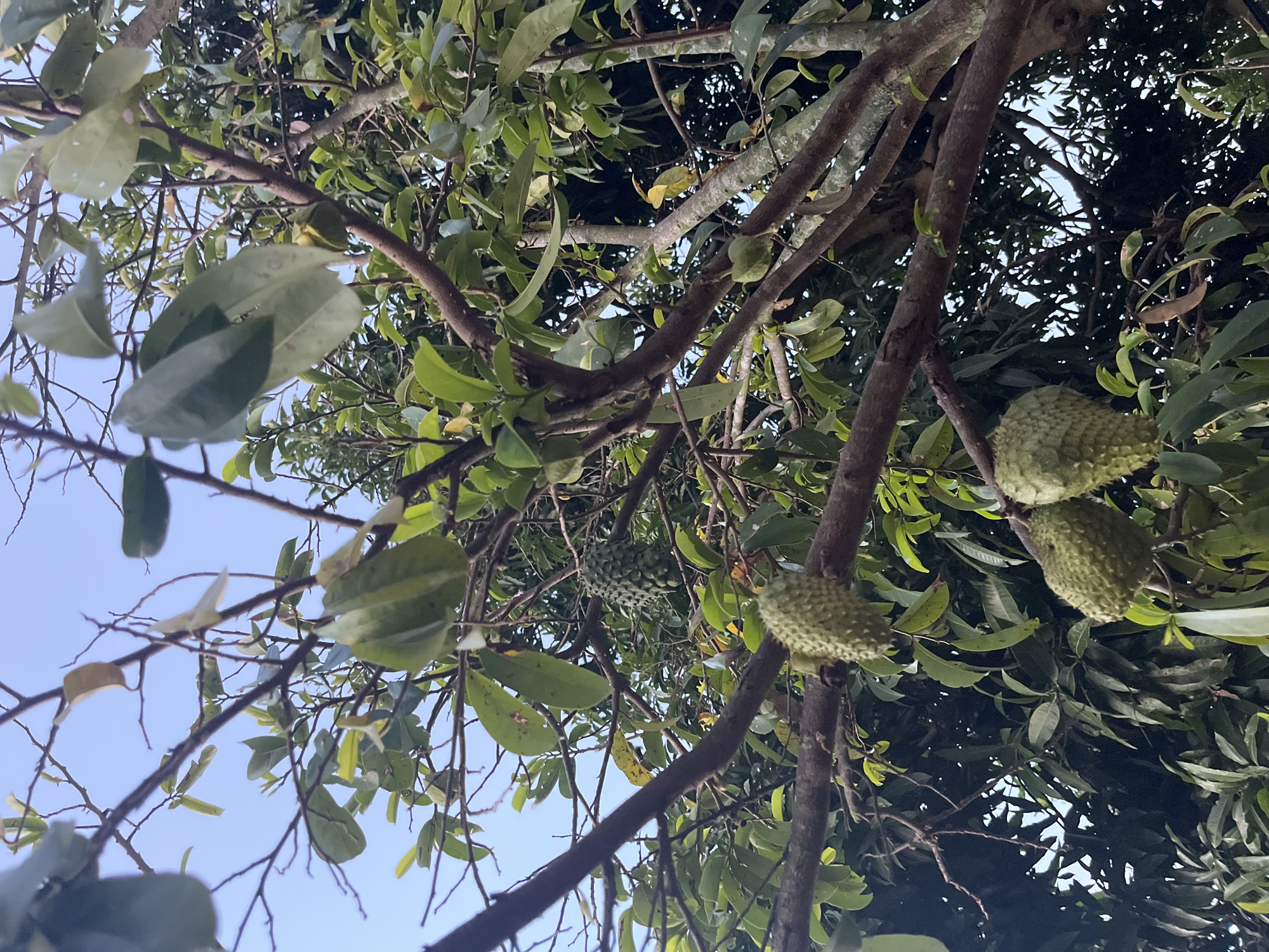 The image captures a soursop tree laden with fruit, set against a clear blue sky. The tree's branches are laden with green leaves and several soursop fruits, some fully grown and spiky, others smaller and still developing. The fruits are a pale green and have a distinctive bumpy texture. The branches of the tree are thick and brown, with some moss or lichen visible on the bark. The background consists of a dense canopy of other trees and foliage, suggesting a lush, natural environment. The lighting indicates it is daytime, possibly late afternoon, given the soft illumination. The image does not contain any people or any indication of a specific location within the city of Jos, Nigeria, beyond it being an outdoor scene with a soursop tree.
