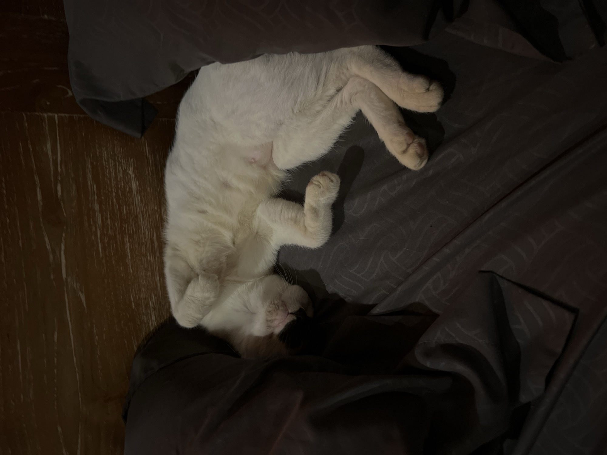 A white cat is sleeping on a dark gray bed. The cat is lying on its back with its paws curled up. The bed is covered in a dark gray fabric with a subtle pattern. A wooden floor is visible next to the bed. The location is Sukawati, Indonesia.