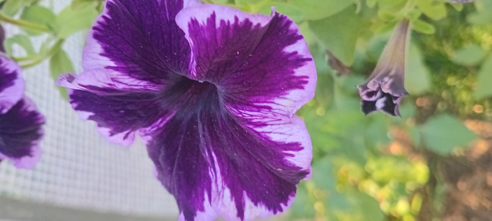 This is a close-up, vertical, medium-shot photograph of a purple and white petunia flower in bloom. The flower is the primary subject and is positioned in the upper portion of the frame, facing slightly to the right. Its petals display a striking bicolor pattern of deep purple with jagged white edges. The texture of the petals appears velvety, with visible veins running through the purple areas. There are some small white particles, possibly pollen or dust, scattered on the petals.
Below the main flower, a closed bud of the same type of flower is visible, oriented horizontally and slightly to the right. This bud is darker purple and appears more compact.
The background is a blur of green foliage, with some out-of-focus, warm-toned circular bokeh lights, suggesting a garden setting. In the upper left corner, a portion of a white, grid-like structure is visible, possibly part of a greenhouse or trellis.
The lighting appears to be natural daylight, creating soft shadows and highlighting the textures of the flower. The overall impression is one of natural beauty and detailed floral study. The image does not contain any people or discernible urban elements.
