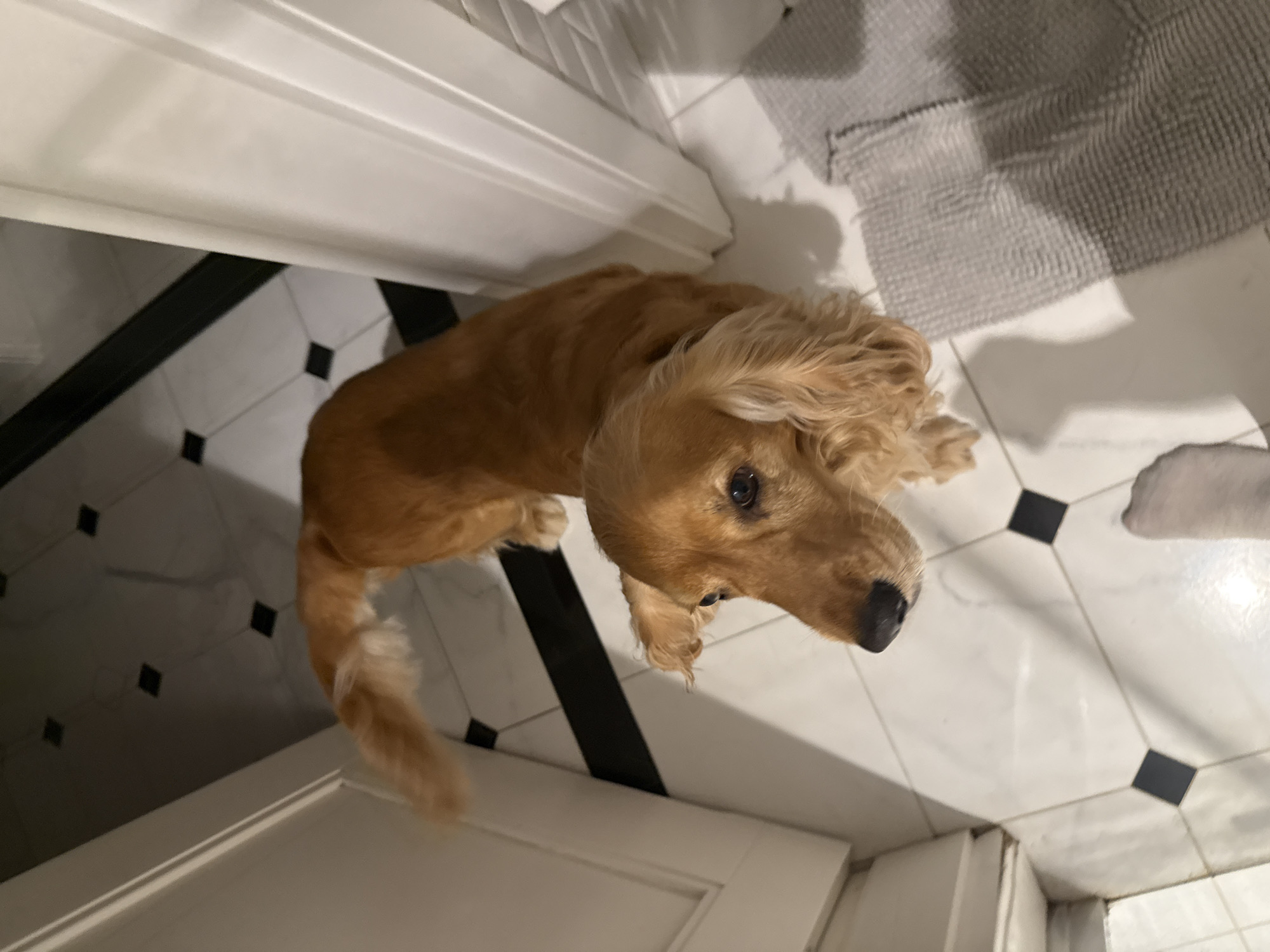 A golden retriever dog stands on a black and white tiled floor. The dog is facing the camera, with its head tilted slightly. The dog's ears are long and floppy. The dog's tail is bushy and curled over its back. The dog is in a room with white walls and a white door. There is a grey rug on the floor to the right of the dog. The lighting in the room is bright, creating shadows on the floor.