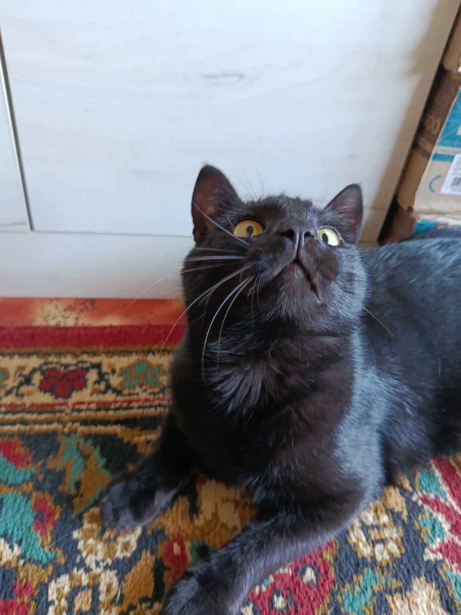 A black cat with yellow eyes is lying on a colorful rug, looking upwards. The background consists of a white wooden surface and some cardboard boxes. The scene appears to be indoors, possibly in a home. The cat's fur is dark and appears soft. Its whiskers are long and spread out. The rug has a patterned design with red, yellow, green, and black colors.