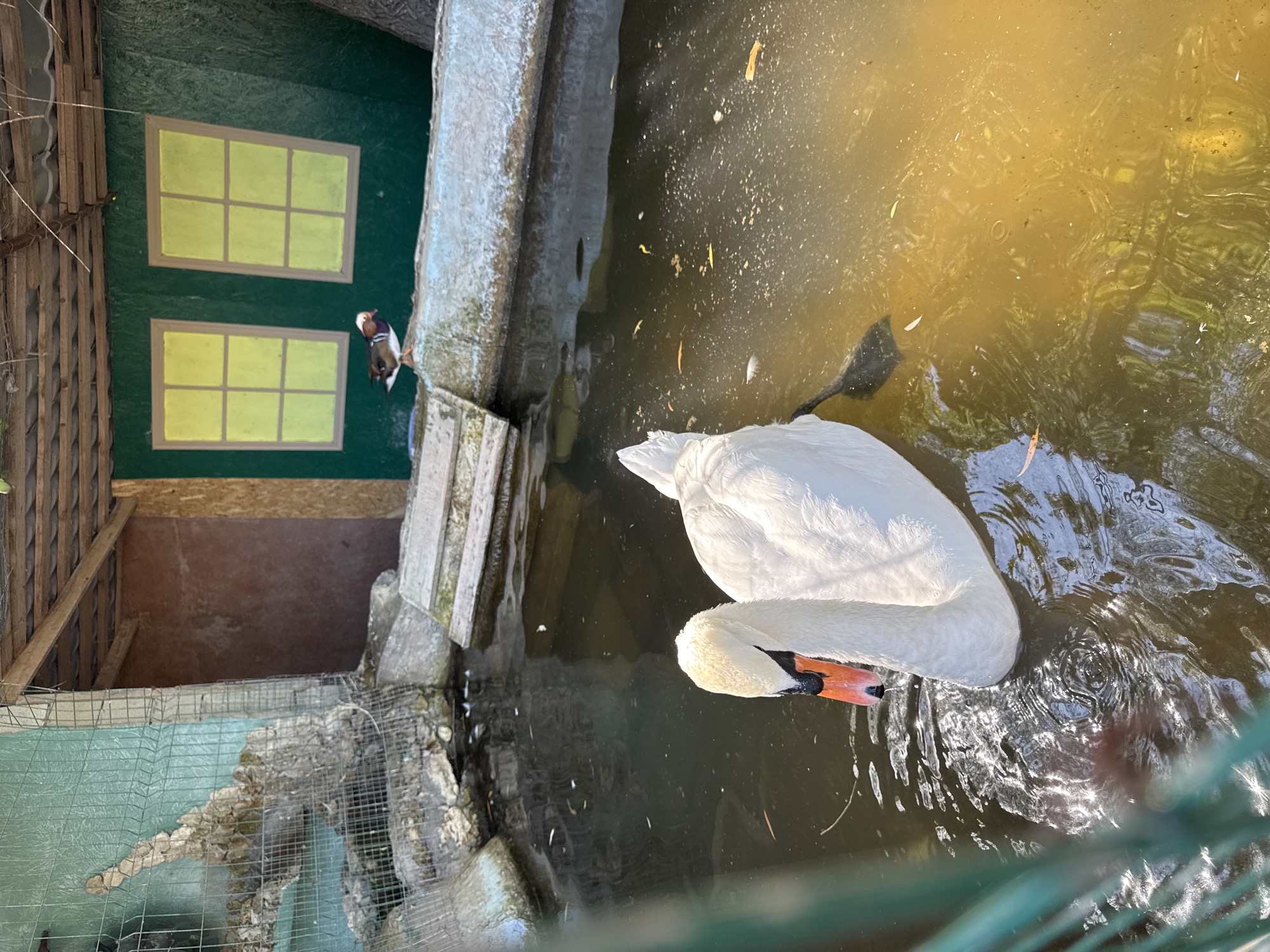 The image depicts a white swan with an orange beak swimming in a dark, murky pond. The swan is the primary subject, positioned in the foreground and taking up a significant portion of the frame. In the background, a small, colorful duck, possibly a Mandarin duck, is visible standing on a ledge. Behind the duck are two painted windows with yellow panes on a green wall, suggesting an artificial enclosure or structure. The environment appears to be an outdoor aviary or a zoo enclosure, with elements like fencing, rocks, and wooden planks contributing to the scene. The water has debris floating on its surface. The scene is located in the city of Saharna, Moldova.