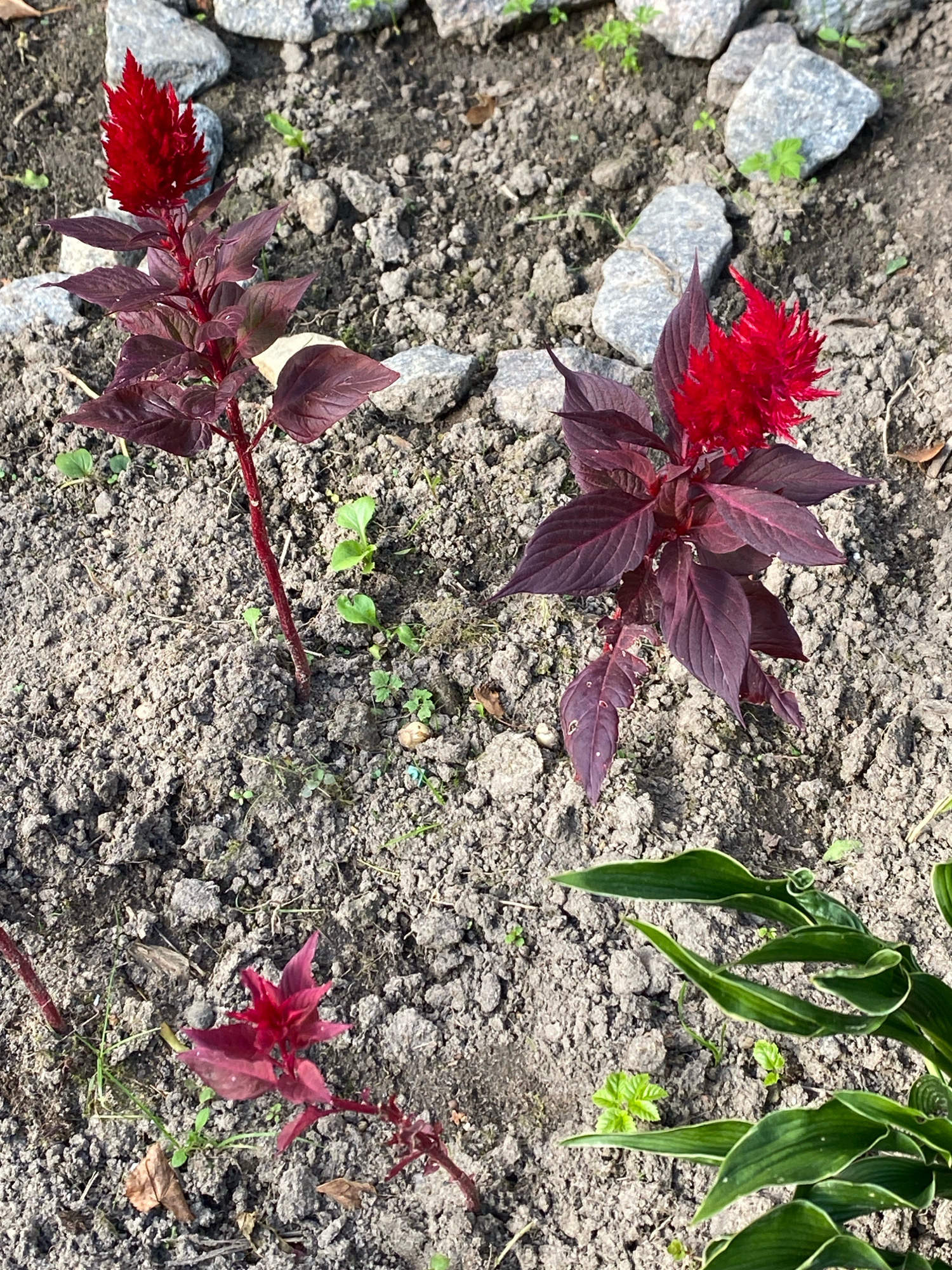 An outdoor, high-angle, close-up, full shot captures a patch of garden soil in Ivanteyevka, Russia, on a bright day. The scene is dominated by dark soil, interspersed with small, light-colored stones and a few green sprouts. In the foreground, two prominent plants with dark red leaves and vibrant red, feathery flower heads are the main subjects. A third, smaller plant with similar red foliage is visible in the lower left quadrant, and a cluster of green hosta leaves extends into the lower right corner. The plants appear to be young and in early bloom. The overall impression is one of a carefully tended, but still developing, garden plot.