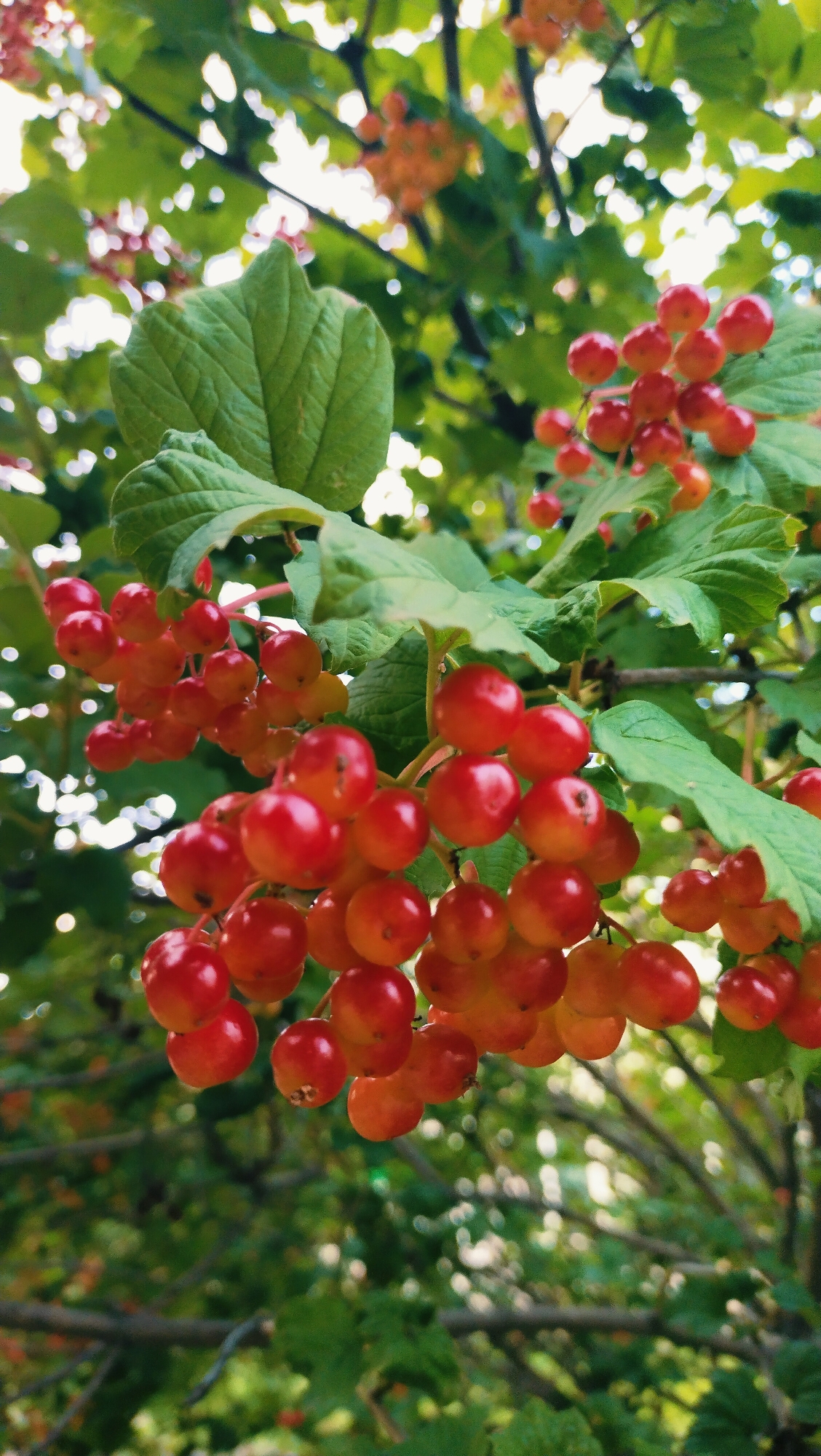 A close-up shot focuses on a cluster of bright red berries growing on a bush. The berries are round and clustered together on thin stems, with some appearing to be slightly orange or yellow, suggesting they are ripening. The background is a blur of green leaves and branches, with some bright spots of sunlight filtering through, indicating an outdoor setting, likely in a park or garden. The image appears to have been taken in the city of Horishni Plavni, Ukraine, although no specific landmarks or identifiable features of the city are visible. There are no people or animals in the frame. The overall impression is one of natural beauty and abundance.