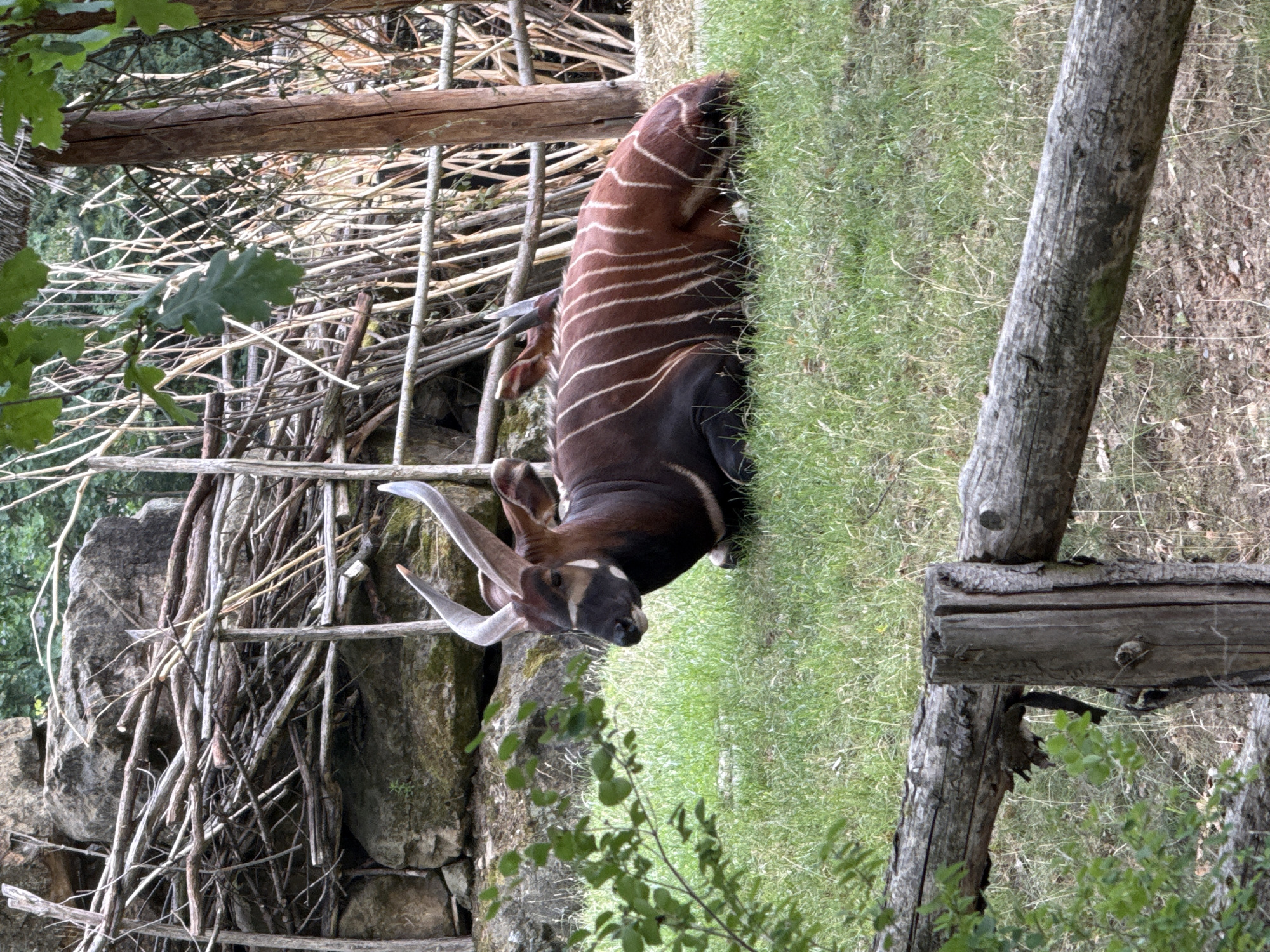 In a grassy enclosure, a bongo antelope with distinctive white stripes lies on its side, resting. The enclosure features a rustic wooden fence in the foreground, and a backdrop of rocks and interwoven branches. The overall scene suggests an exhibit in a zoo or wildlife park, designed to mimic a natural habitat.