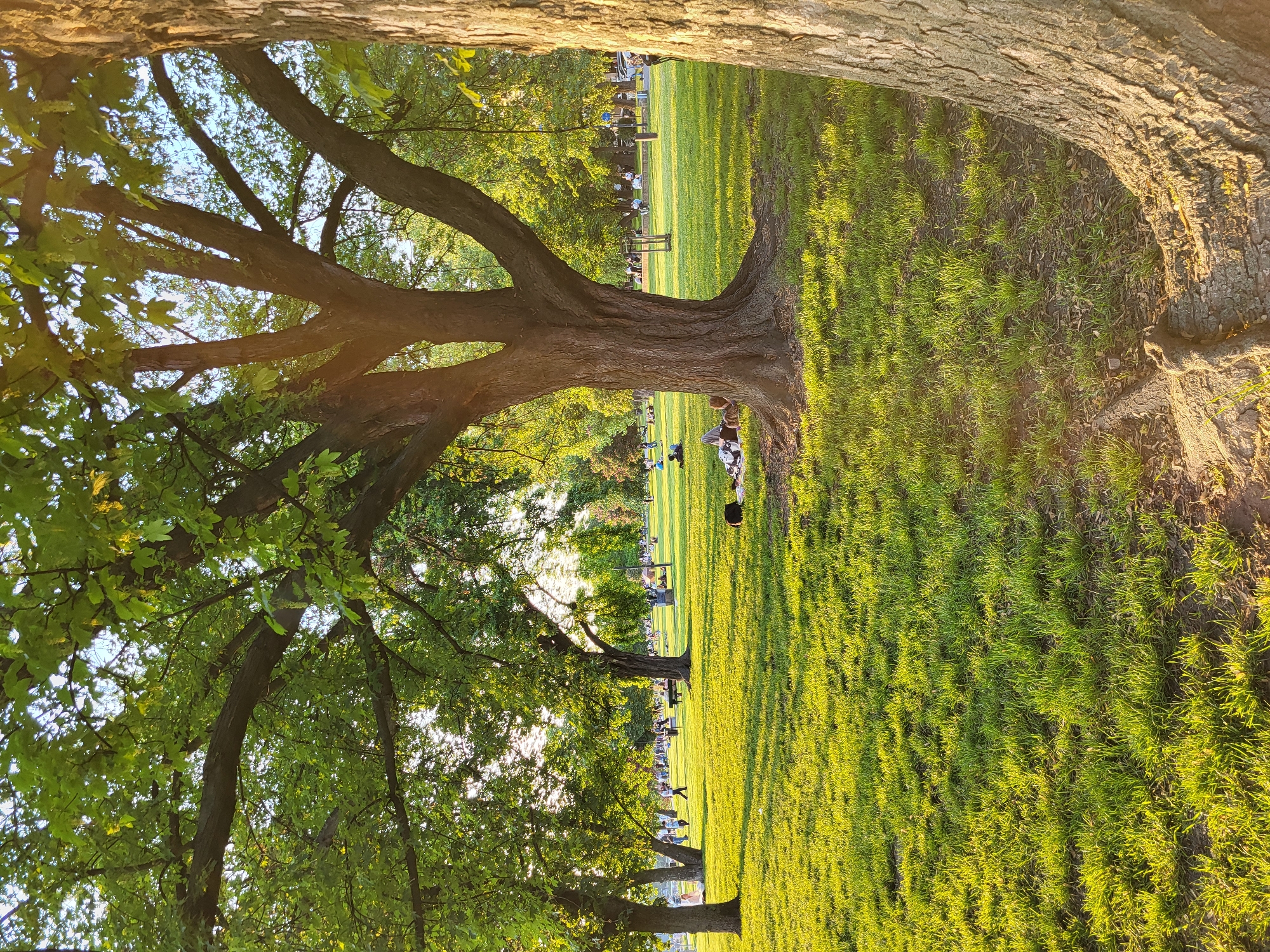 A scenic view in a park in the city of Unknown, Unknown is captured in a photograph. The image is framed by two large tree trunks, one on the top and another on the right side of the frame, creating a natural border. The main focus is on a wide expanse of vibrant green grass, evenly lit by the sun, suggesting a pleasant, sunny day.
Several people are scattered across the lawn, either sitting or walking, indicating the park is being actively used. Benches are visible, further suggesting a space designed for relaxation and leisure. The presence of multiple trees, their trunks and branches prominently featured, adds to the naturalistic feel of the environment. The image suggests a peaceful outdoor setting, typical of urban parks.