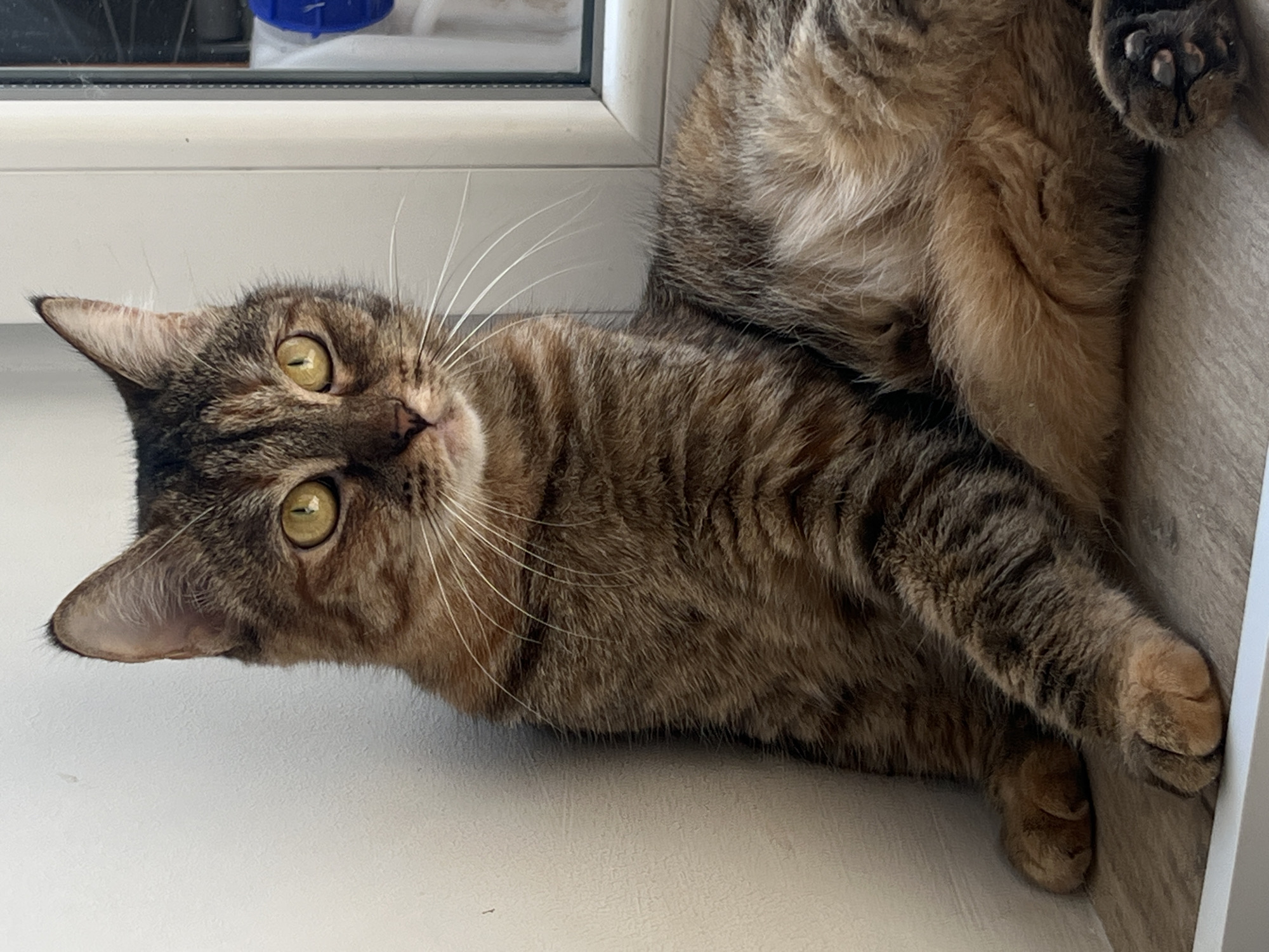 A brown tabby cat is lying on a white windowsill. The cat is looking directly at the camera with its yellow-green eyes. The cat's fur is a mix of brown and black stripes. The cat is lying on its side, with its front paws extended. The image was likely taken indoors. Kazan, Russia cannot be determined from the image.