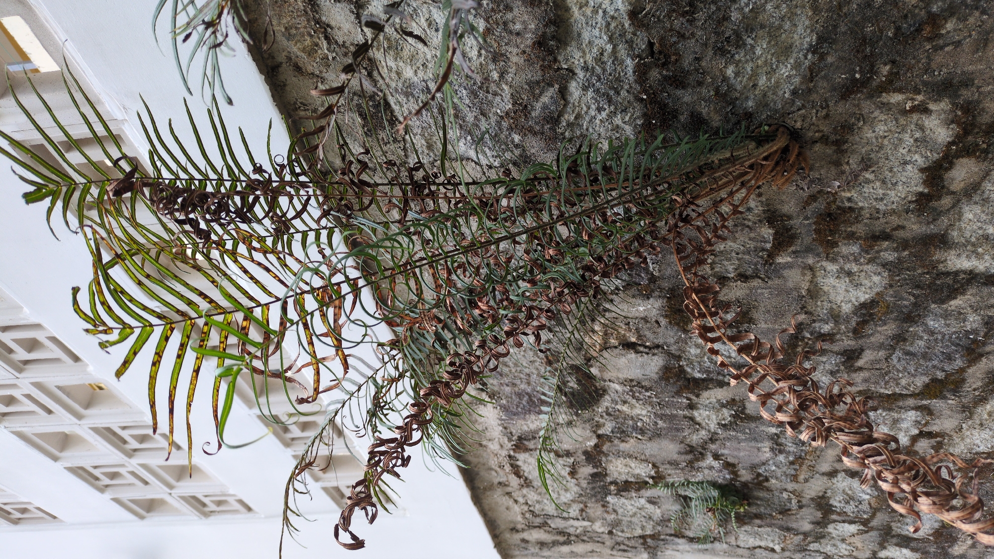 A fern is growing out of a concrete structure. The concrete is mottled and textured. Part of the fern is brown and dry, while other parts remain green. A white lattice ceiling is visible in the lower left corner. The photograph was likely taken in Da Lat, Vietnam, but there are no elements in the picture that allow me to positively confirm.