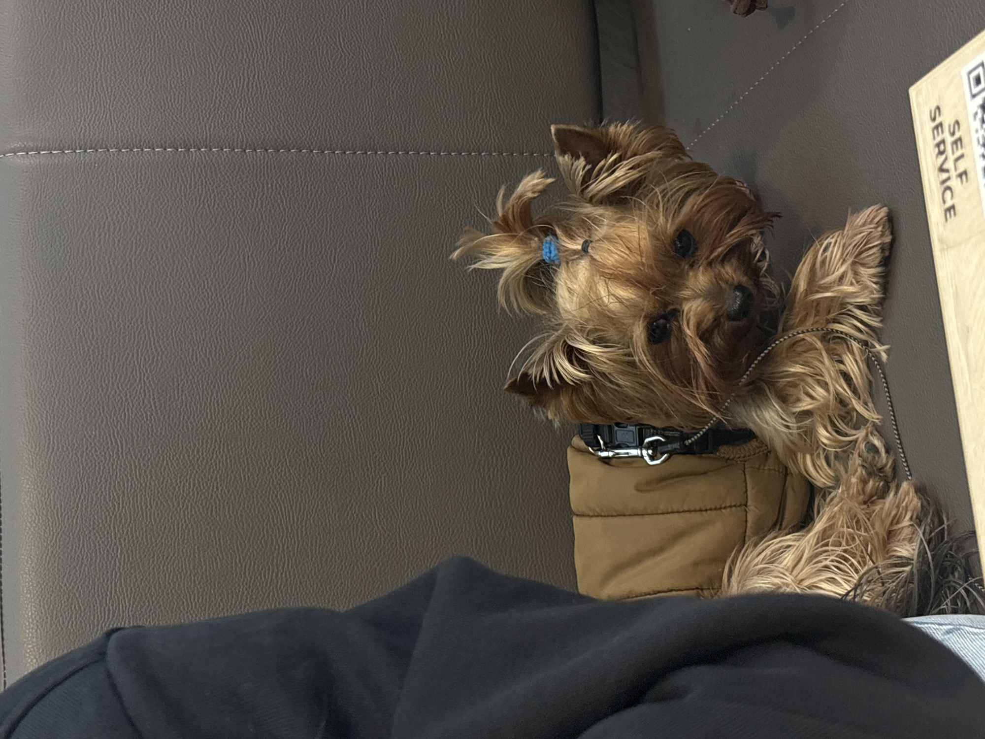 A tan Yorkshire Terrier with a blue hair tie is lying on a brown leather couch. The dog is wearing a brown puffer vest and a black collar with a metal buckle. A silver chain leash is attached to the collar. A white rectangular object with the words "SELF SERVICE" printed in vertical text is visible on the right side of the image. A person wearing a black hooded sweatshirt is partially visible in the foreground. The location is unknown, but the context implies it may be within the city of Varna, Bulgaria.