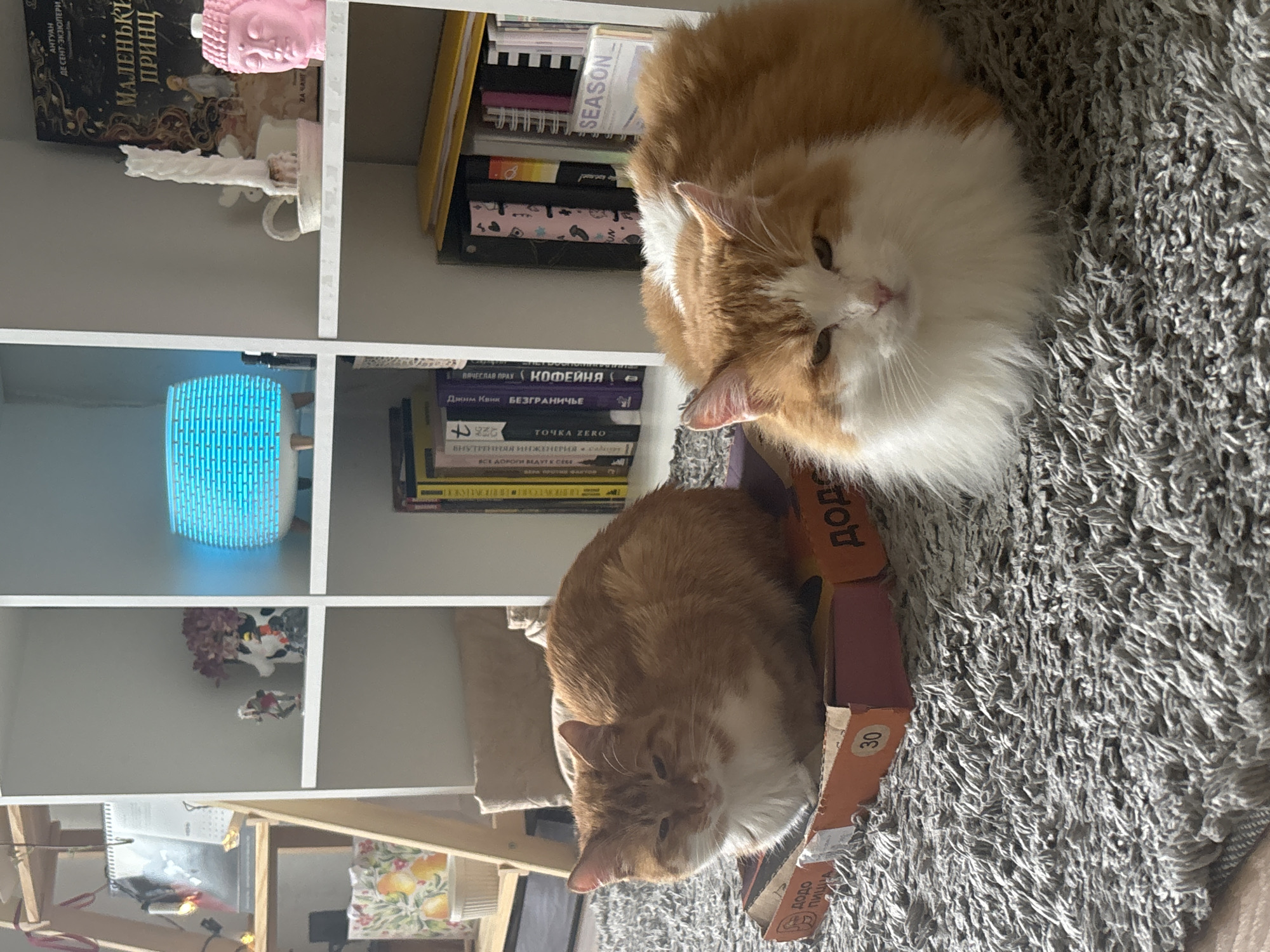In a domestic setting, possibly an apartment in Zheleznogorsk, Russia, two ginger and white cats are resting on a grey, shaggy carpet. The larger cat is positioned in the foreground, facing the camera with its body mostly obscured by its fluffy white chest and chest fur. Its eyes are partially closed, and it appears relaxed. Behind this cat, to the left, a smaller cat of similar coloring is curled up on a cardboard pizza box. This cat is also facing left, with its head slightly lowered.
Behind the cats, a white shelving unit divides the space. On the shelves are various objects, including books, a blue illuminated diffuser, a candle in a holder, a pink Buddha figurine, and a vase with dried flowers. The presence of books and decorative items suggests a living area or study. Sunlight streams in from the right, illuminating parts of the scene and casting shadows. The overall impression is one of a quiet, lived-in space.