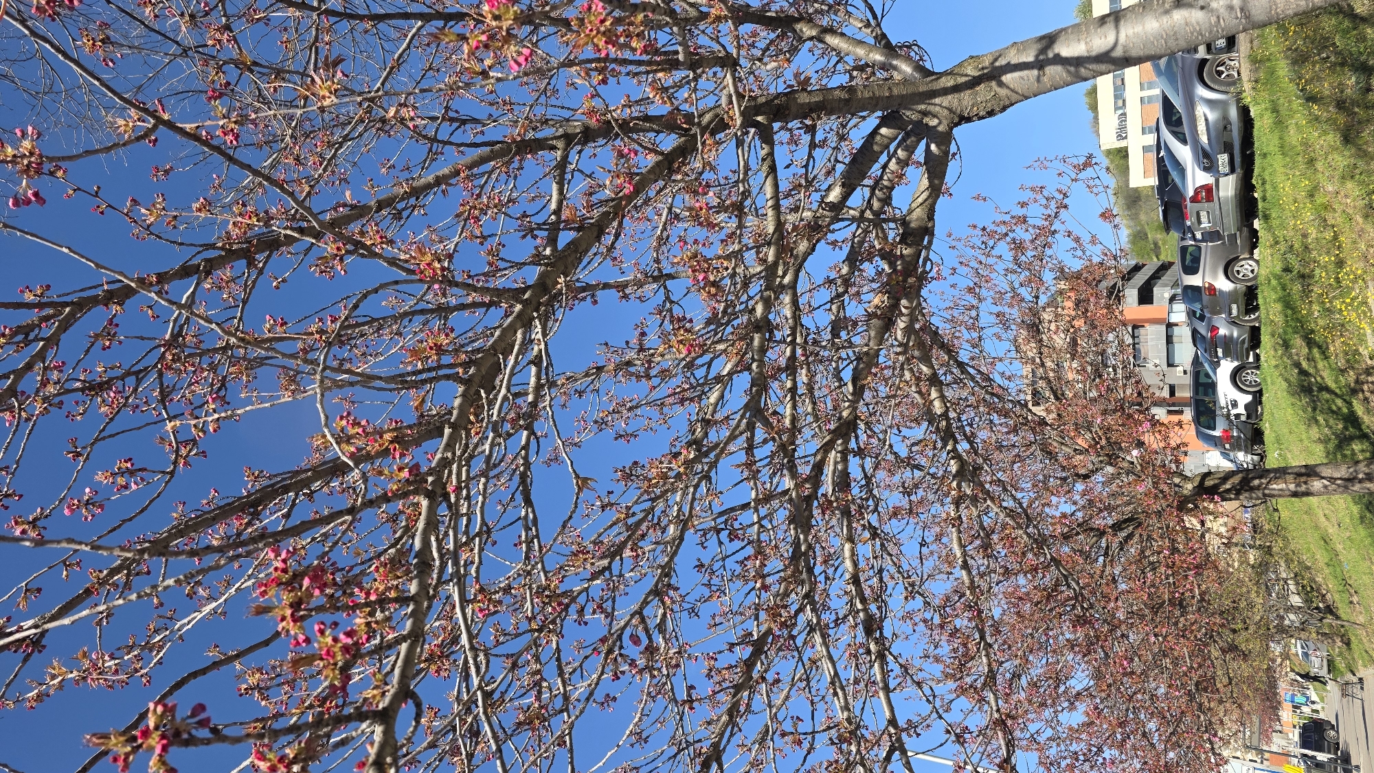 The image depicts a row of blossoming trees in Blagoevgrad, Bulgaria, likely in spring. The trees have bare branches with small pink blossoms emerging. The background features a bright blue sky. Behind the trees is a parking area with several cars parked. A modern building with an orange facade is visible further back. The ground is covered in green grass with small yellow flowers interspersed. The scene is shot from a low angle, looking upward towards the trees and sky. The perspective makes the trees appear tall and imposing.