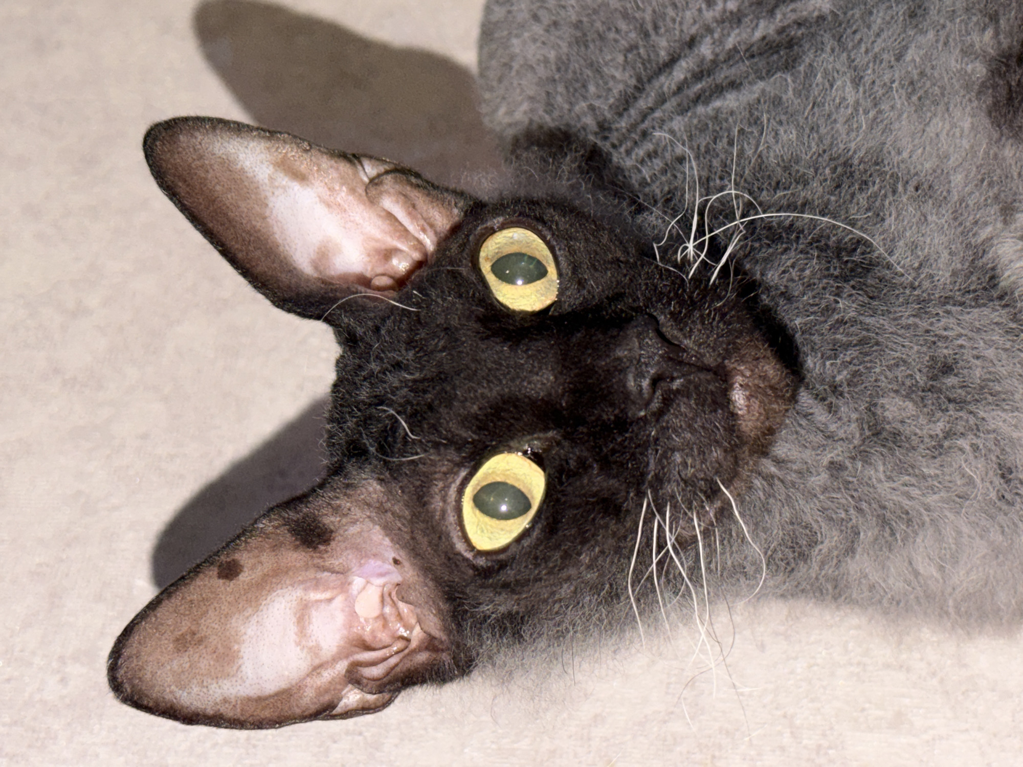 This image presents a close-up, frontal view of a domestic cat. The feline exhibits short, wavy, and sparse fur, predominantly dark grey on the body and a darker, almost black hue on the face and head. Prominent features include large, upright, widely-set ears with visible pink dermal tissue on the interior surfaces; exterior ear surfaces are dark with faint pigmentation spots. The cat possesses large, round, bright yellow-gold irises with dark, vertically constricted pupils, fixed in a direct, forward gaze. Sparse, white filiform vibrissae extend from the muzzle. The immediate background is a uniform, light beige surface, indicative of an indoor setting. Direct illumination casts distinct, dark shadows behind the ears on the background. No other subjects or objects are depicted. The location is Unknown, Unknown.