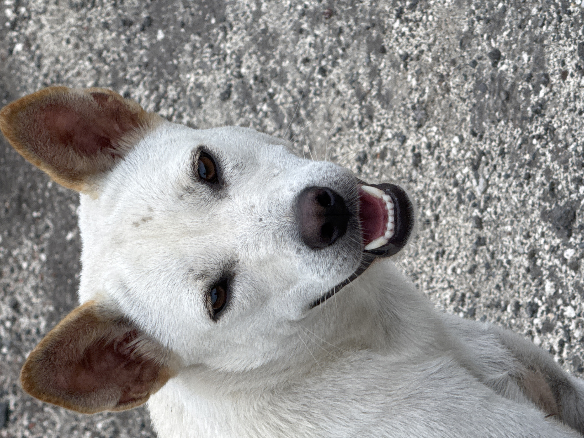 This is a close-up, overhead shot of a white dog lying on a rough, grey, textured surface that appears to be asphalt or concrete. The dog's head is tilted, and it is looking directly at the camera with its mouth slightly open, revealing its teeth and tongue. The dog has brown eyes and tan-colored inner ears. Its fur is mostly white, with some subtle tan markings on its ears. The lighting suggests it is daytime, possibly outdoors. The texture of the ground provides a gritty backdrop to the dog's face, with small pebbles and variations in shade. The dog's expression could be interpreted as playful or curious. No text is visible in the image. The location context is Kuta Selatan, Indonesia.
