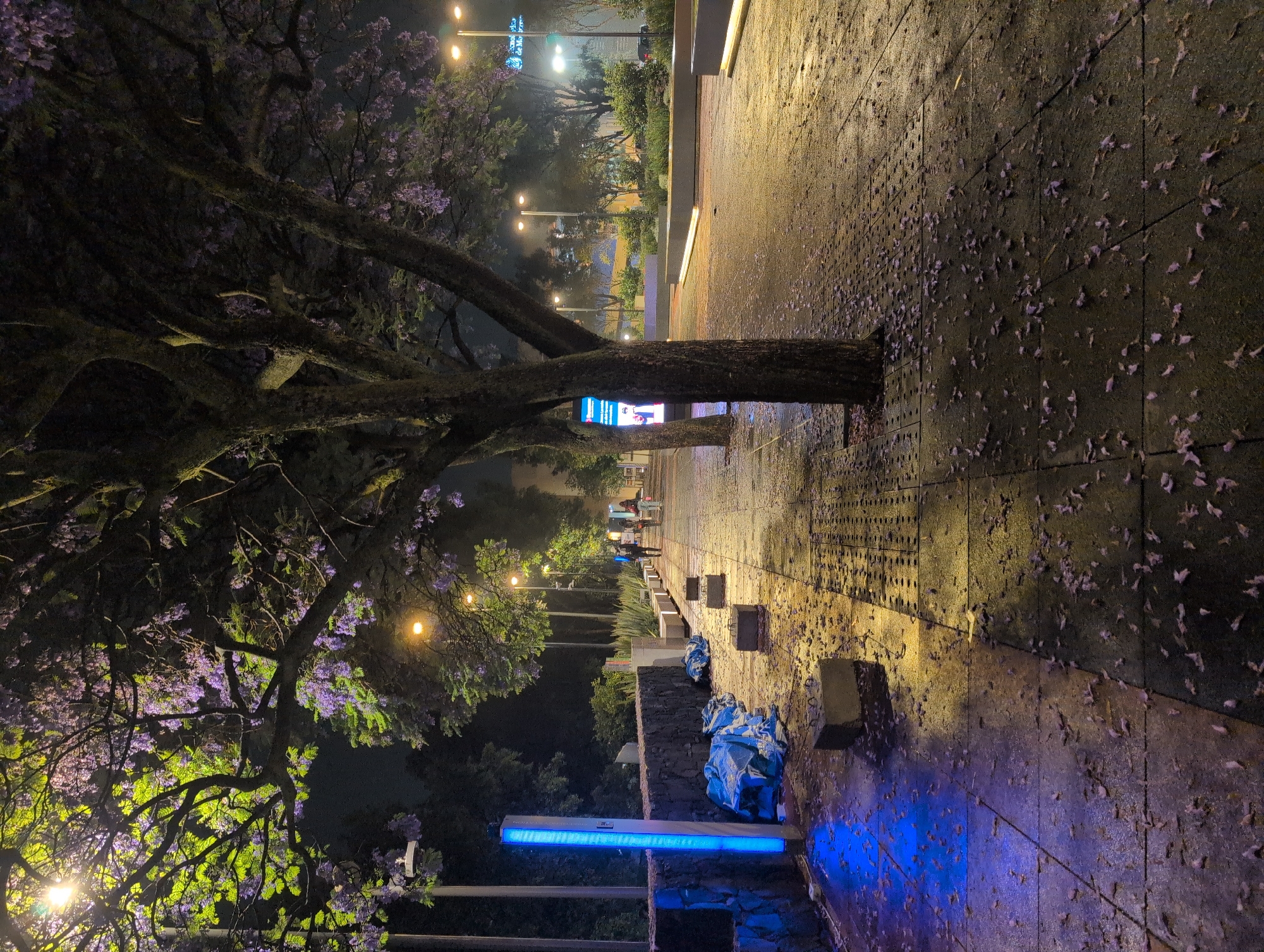 This nighttime image, rotated 90 degrees, captures a vibrant scene in Mexico City, likely an urban park or walkway, characterized by blooming Jacaranda trees and atmospheric lighting.
To the left, a large Jacaranda tree dominates the foreground, its dark, gnarled branches laden with distinctive purple blossoms. Some green foliage is also visible, illuminated by warm yellow light from unseen sources or nearby streetlights. Attached to the tree's trunk is a digital screen displaying images of people.
To the right, a wet, paved pathway or sidewalk extends into the distance. It is covered with numerous fallen purple petals from the Jacaranda tree, glistening under the artificial lights. The ground appears damp, suggesting recent rain. Several streetlights with warm yellow glows illuminate the path and the tree canopy.
Along the right side of the pathway, there are low walls or planters, and closer to the foreground, a tall, vertical light source emits a bright blue glow, casting a strong blue reflection on the wet pavement. Near this blue light, some blue tarps or bags are visible on the ground.
In the mid-ground, several people can be seen walking along the pathway, and additional streetlights stretch further into the distance. The background reveals more trees and hints of urban structures, all under a dark night sky. The combination of the purple flowers, the wet ground, and the varied artificial lighting creates a calm yet visually striking ambiance.