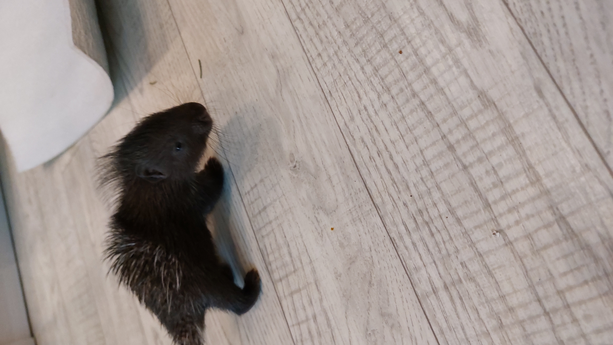 A very young porcupine, appearing to be a juvenile, stands on a light-colored, wood-plank floor. Its quills are short and prickly, giving it a fuzzy appearance. The porcupine is dark brown to black in color and is facing to the right of the frame. Its eyes are small and dark, and its snout is pointed. In the upper right corner of the image, a white, paper-like object is partially visible, creased and curved. The floorboards show a distinct wood grain pattern. There are a few small specks of debris on the floor. The lighting appears to be artificial, casting subtle shadows. No people or other animals are present in the image. The scene is indoors and does not provide any specific clues to its location within a city, including Зелёный, Russia.