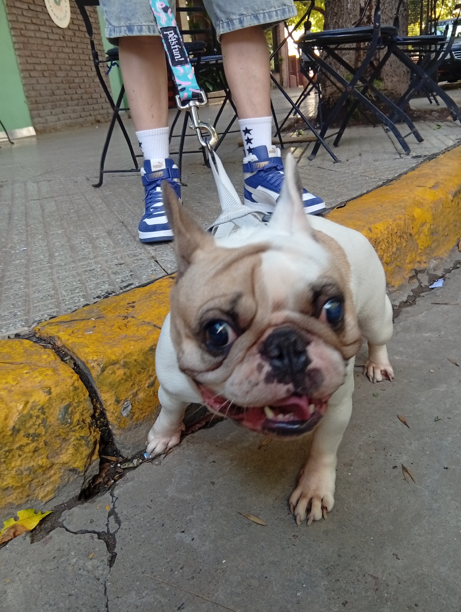 The image shows a French Bulldog with a white and tan coat, its tongue slightly out, standing on a sidewalk next to a yellow curb. Behind the dog, a person stands with their legs visible, wearing denim shorts, white socks with black stars, and blue and white Puma high-top sneakers. The dog is on a leash, with a "petsfun!" branded leash handle visible. In the background are folding metal chairs and tables typically found in outdoor cafes, with a brick wall visible on the left and trees on the right. The setting suggests a street scene in Buenos Aires, Argentina. The sidewalk is cracked in places.