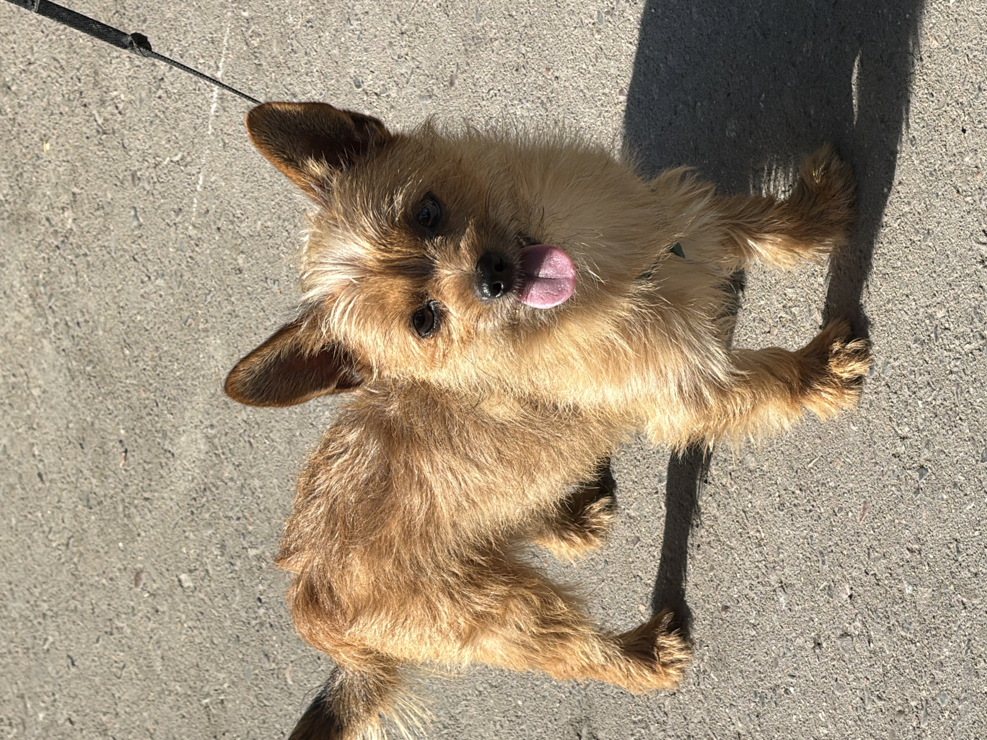 A tan-colored, small dog with scruffy fur and upright ears stands on a gray, paved surface, likely a sidewalk or street, in what appears to be an outdoor urban setting. The dog is facing the camera with its mouth slightly open and tongue extended, appearing to be panting. A black leash is attached to the dog's collar and extends out of frame to the upper right. Sunlight casts a shadow of the dog onto the pavement to its right. The background is out of focus and shows more of the gray pavement.