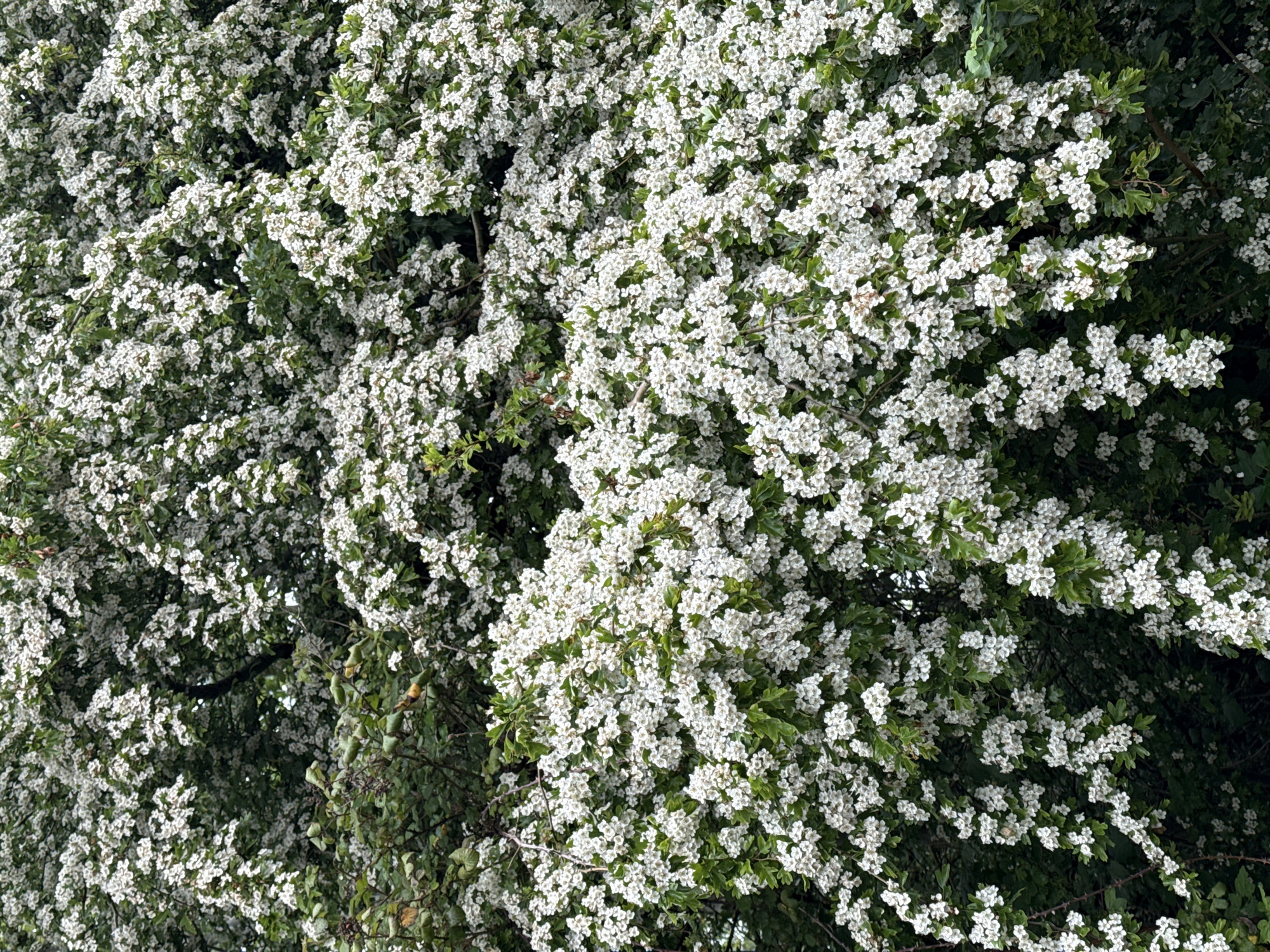 The image depicts a dense shrub in full bloom, covered in small white flowers intermixed with green leaves. The vegetation is likely located in Milton Keynes, United Kingdom, given the prompt's context. The scene lacks human presence or any clear indicators of specific urban objects. The focus is solely on the plant life, suggesting a natural, potentially undisturbed area within an urban or suburban setting.