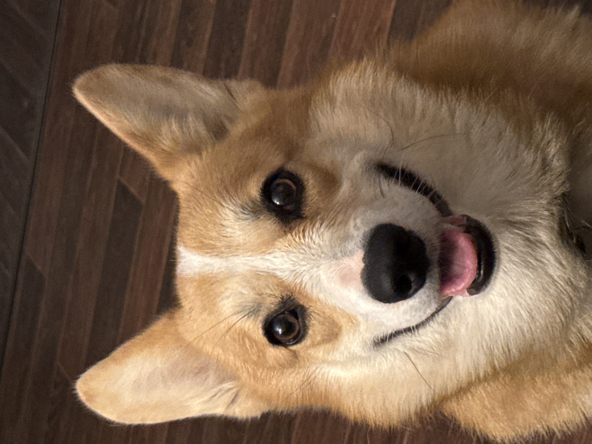 A close-up shot depicts a tan and white corgi dog, with its head tilted to the side and tongue sticking out. The dog's fur appears soft, and its eyes are focused towards the viewer. The background is a dark brown, wood-like surface. The scene does not show any evidence indicating location in Votkinsk, Russia.