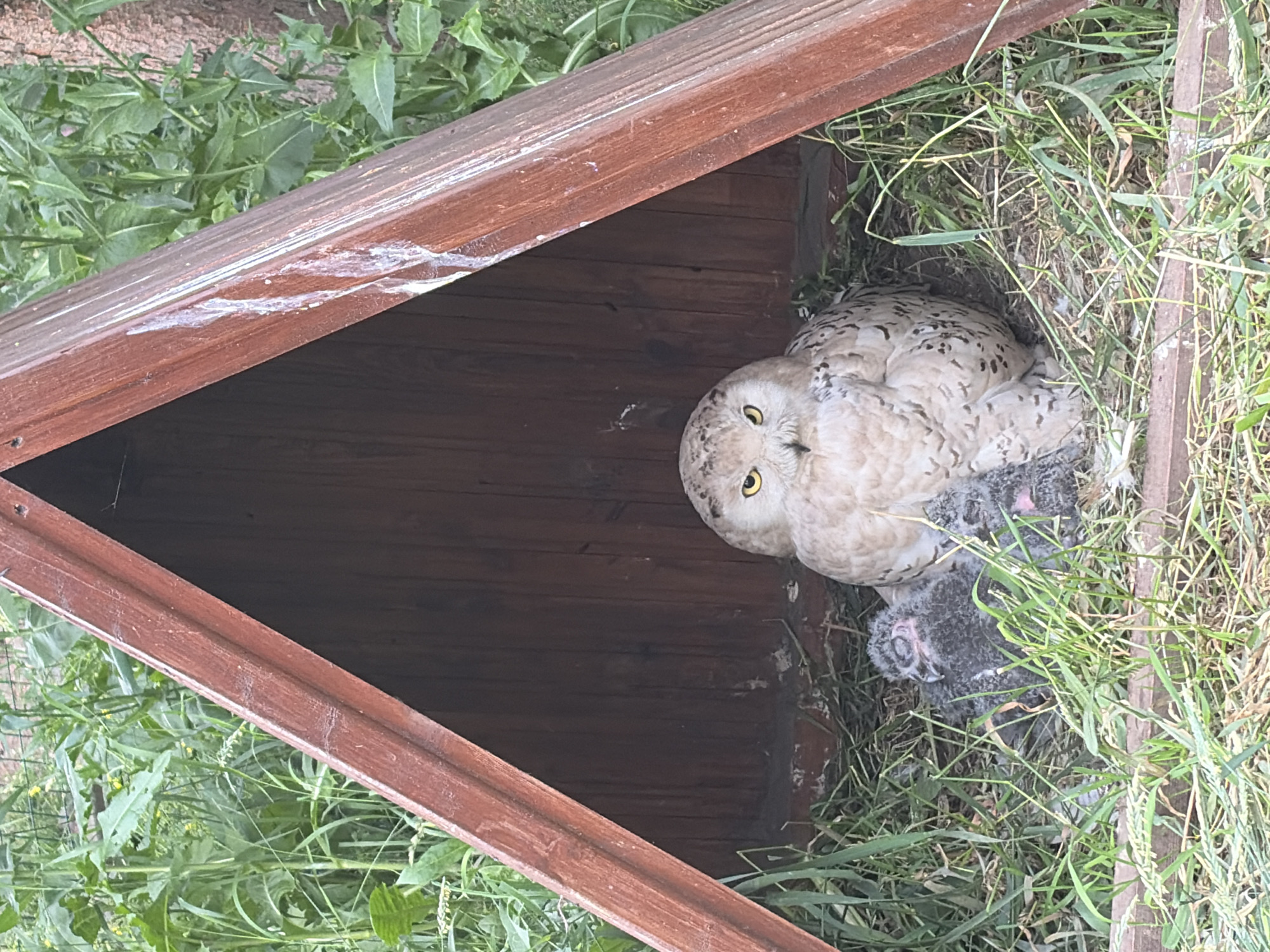 This media file shows a snowy owl and its chicks in a nest. The nest appears to be a man-made structure, likely a wooden box or platform, lined with grass. The adult snowy owl, with its characteristic white and black mottled plumage and bright yellow eyes, is partially visible in the upper right of the frame, looking towards the camera. Several fluffy, dark grey chicks are nestled close to the adult, also within the confines of the nest.
The setting is outdoors, with lush green vegetation visible in the background and around the nest structure. The lighting suggests it is daytime, possibly late morning or early afternoon, with diffused sunlight. There are no visible indications of the specific location beyond the natural environment and the man-made owl habitat.
The activity captured is one of care and repose, with the adult owl seemingly guarding its young. The chicks appear to be very young, still covered in downy feathers. The image conveys a sense of natural intimacy and the vulnerability of young wildlife. There is no visible text in the image.