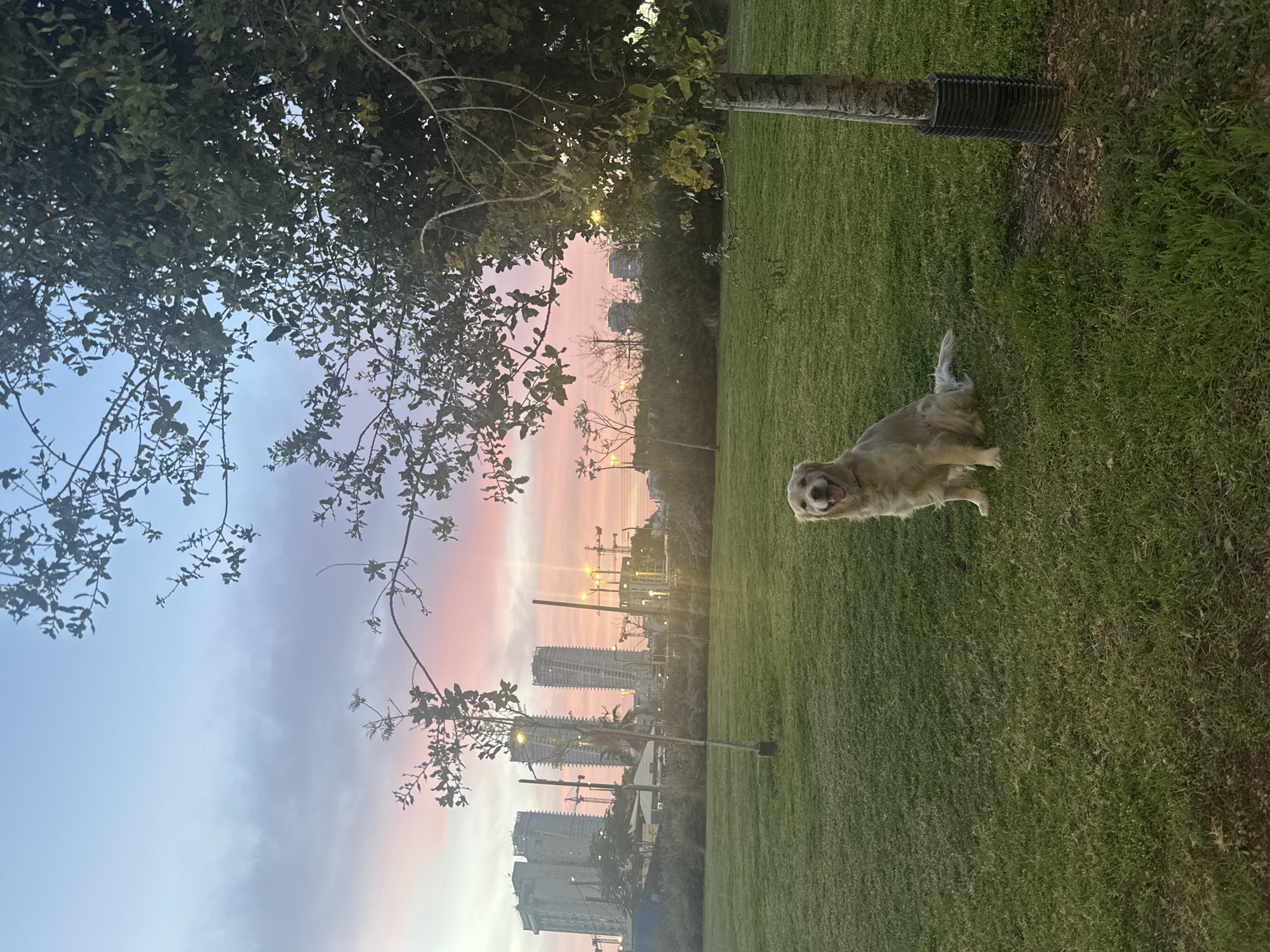 The image depicts a park scene in Tel Aviv, Israel, at sunset. The sky displays a gradient of blue and pink hues, with the sun setting behind the city skyline. Tall buildings and construction cranes are visible in the distance. In the foreground, a golden retriever dog stands on a grassy lawn, appearing to be panting with its tongue out. A tree with dense foliage is situated on the left side of the frame, partially obscuring the sky. Another tree trunk stands upright on the right side of the frame with a black corrugated pipe wrapping around it. The grass is green and well-maintained, suggesting a public park or recreational area.