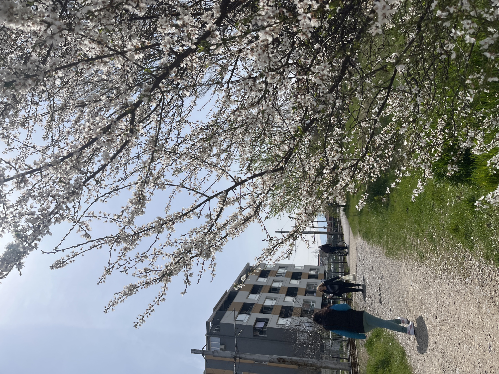 A sunny, bright day on a path with trees blooming white blossoms, likely in spring. There is a building in the background with gray and off-white squares on the facade. Three people are on the path. One is walking towards the viewer, and two are walking away from the viewer. The path is dirt or gravel. The location is likely in Sofia, Bulgaria based on the prompt.