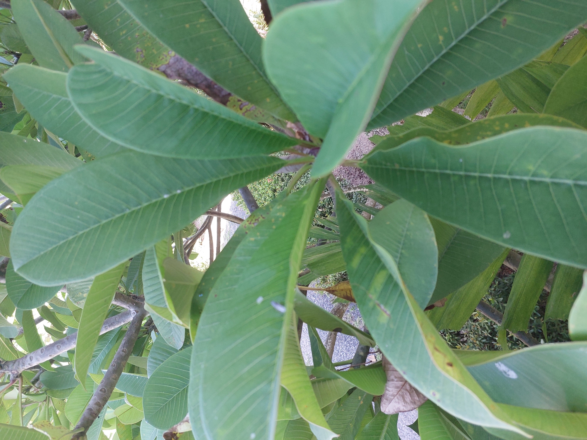 The image shows a close-up view of several large, green, ovate leaves of a tropical plant, likely a Frangipani tree, in Baan Mae Nam, Thailand. The leaves are arranged in a cluster around a branching, woody stem, which exhibits characteristic knobby texture. Sunlight filters through the foliage, casting subtle shadows and highlighting the prominent parallel veins on the leaf surfaces. Some leaves show minor imperfections, such as brown spots or yellowing. In the background, out of focus, a gravel path is visible, bordered by dense green foliage and a light-colored wall or structure. The overall scene suggests an outdoor environment in a tropical or subtropical setting. There are no people or animals present in the image.