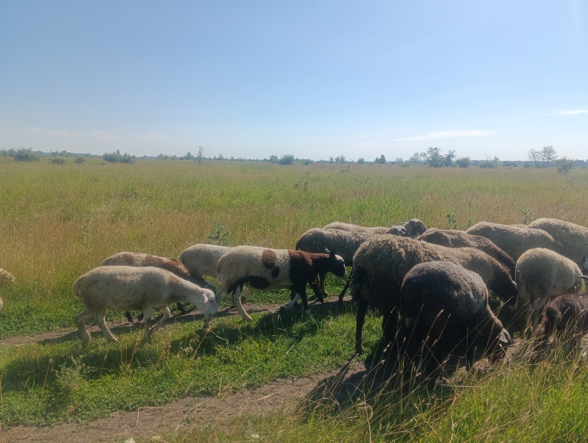 A flock of sheep grazes on a grassy field under a clear blue sky. The sheep are of various colors, including white, brown, and black. Some of the sheep are facing away from the camera, while others are looking towards it. The field is green and lush, with some patches of dry grass. In the background, there are trees and a few buildings. The overall impression is one of peace and tranquility.