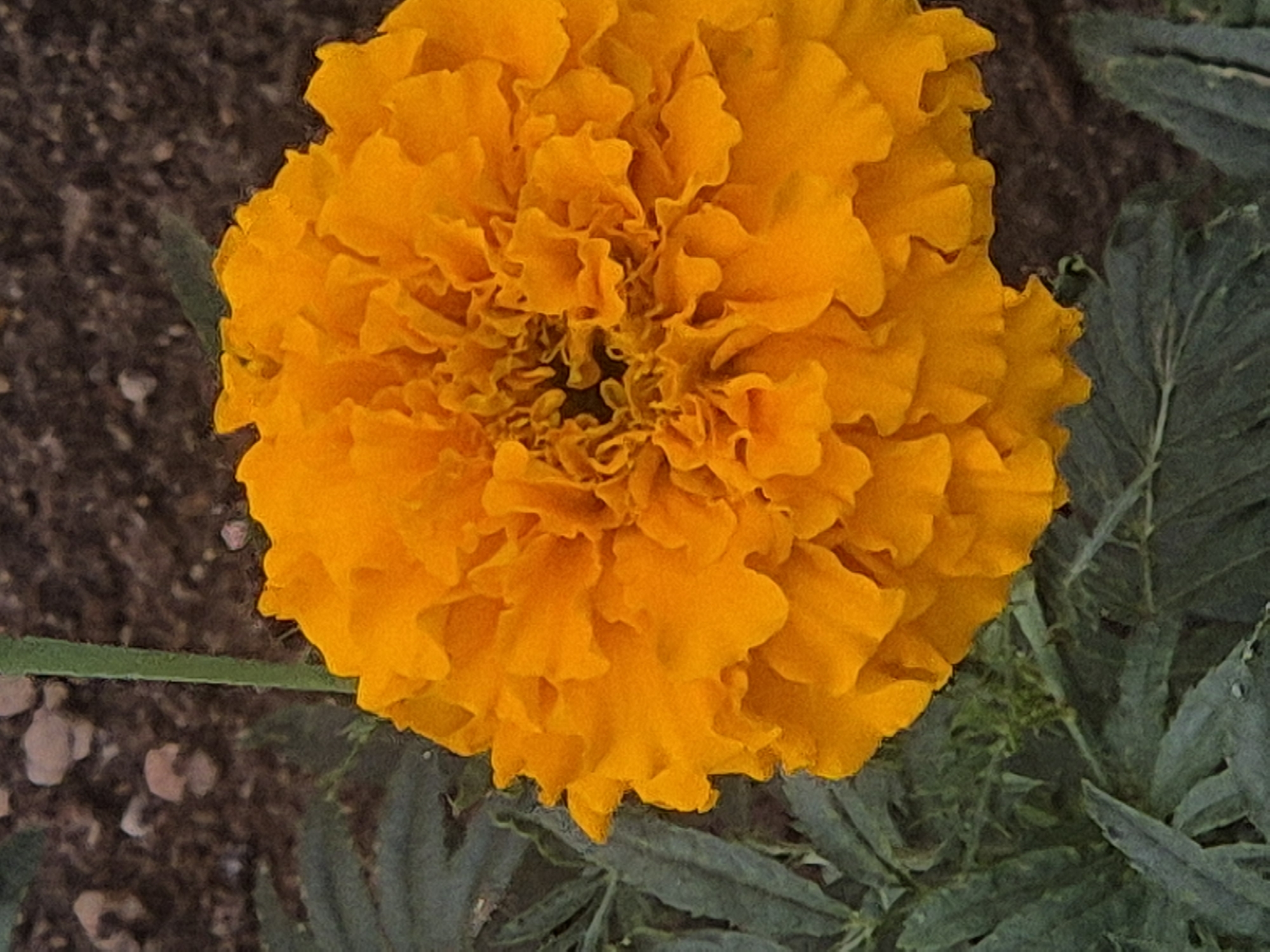A close-up, vertical, outdoor shot shows a vibrant, fully bloomed orange marigold flower. The flower's densely packed petals, varying in shade from bright orange to a deeper, almost red hue in the center, fill the majority of the frame. The petals are ruffled and textured, creating a voluminous appearance. To the left of the flower, dark green, serrated leaves are visible, providing a stark contrast to the bloom. In the background, the earth is a dark, rich brown, with small, light-colored pebbles scattered across it. A thin, green stem is also visible behind the flower, suggesting it is growing from the soil. The overall lighting suggests natural daylight, with some areas of the flower being brighter than others, indicating a light source from above and slightly to the side. There are no people or animals present in the image. The image depicts a scene that could be found in any garden or natural setting, including parks or residential areas in Kokshetau, Kazakhstan.