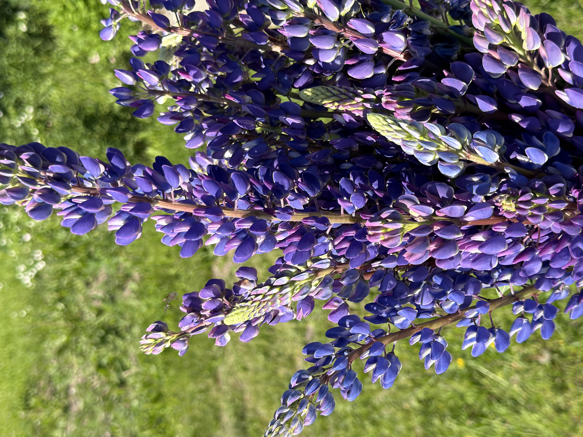 This close-up vertical photograph displays a dense bouquet of multi-hued lupine flowers against a soft-focus green background, located in the city of Unknown, Unknown. The primary subjects are the tall, spire-like inflorescences of lupines, predominantly in shades of deep purple and bluish-purple. Many individual florets are tightly packed and appear to be in bud or just beginning to open, exhibiting distinct petal shapes. Some developing flower spikes at the top and center feature lighter green and pale blue tones. Natural sunlight illuminates the scene, creating subtle highlights on the petals and casting minimal shadows, indicating bright outdoor conditions. The background consists of uniformly blurred green grass or foliage, characterized by circular bokeh patterns from refracted light, suggesting an outdoor environment. No people or specific actions are depicted.