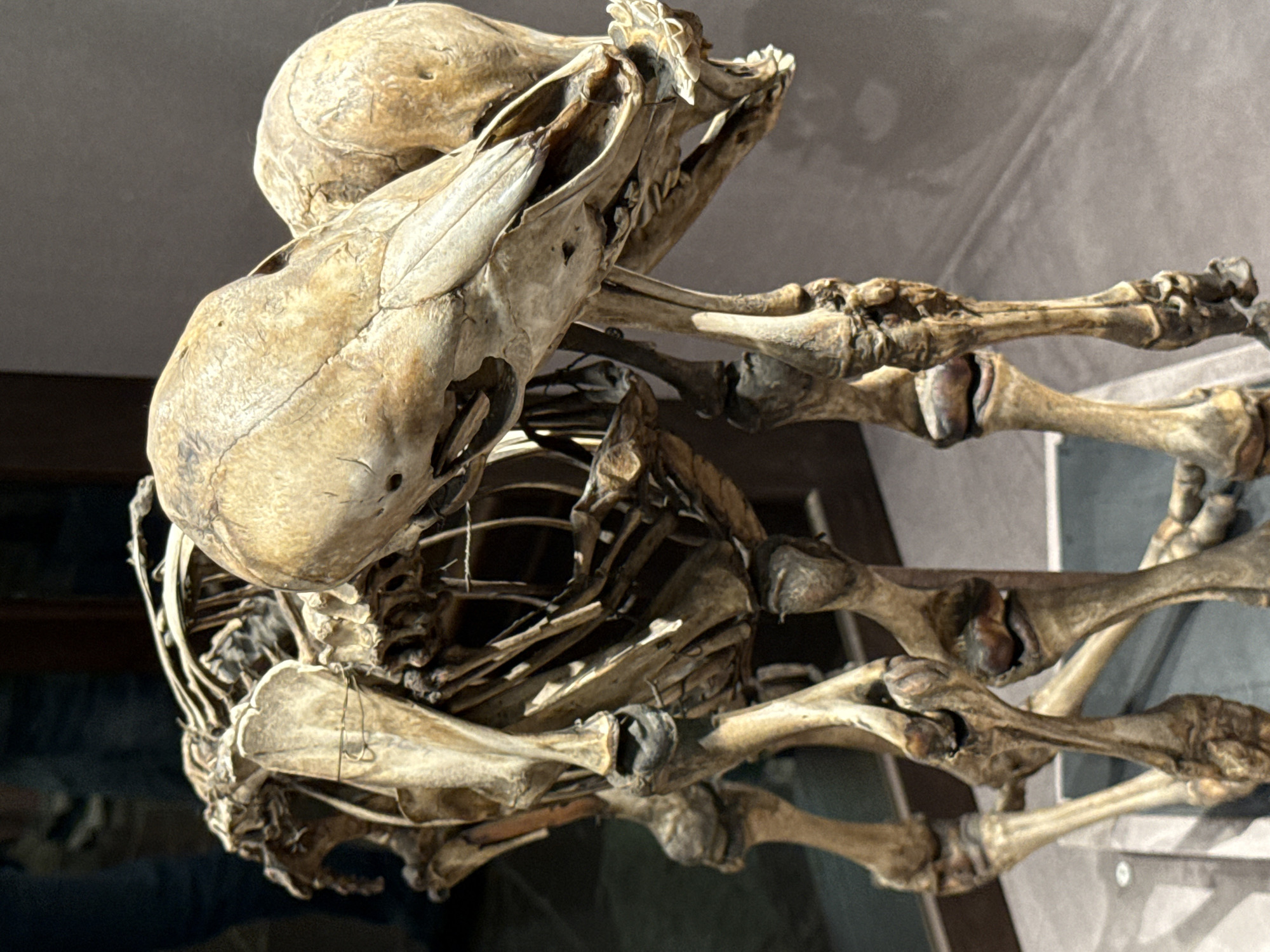 The image shows the articulated skeleton of a two-headed calf, possibly a museum exhibit. The skeleton is displayed against a muted background, with hints of human figures in the far left background. The bones are aged and appear to be preserved, with some visible wires and supports holding the structure together. The skeletal remains are primarily focused on the torso and hindquarters, with the two skulls prominently featured. The scene is likely indoors, within a museum or similar exhibition space.