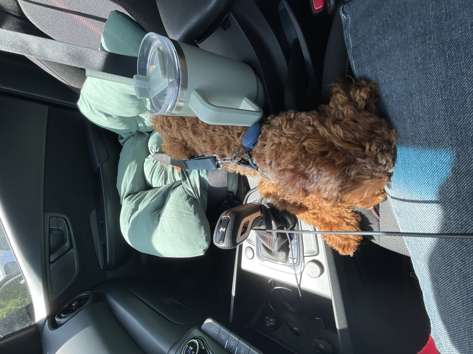 The image shows the interior of a car. A light brown poodle is sitting on the front passenger seat, secured with a leash and seatbelt. A light green travel mug with a lid and straw sits next to the dog on a light green pillow. The car's gear shift lever is visible. The dashboard and climate control panel are also visible. The scene appears to be indoors, inside a car. There is no information in the image to indicate the location is in the city of Sofia, Bulgaria.