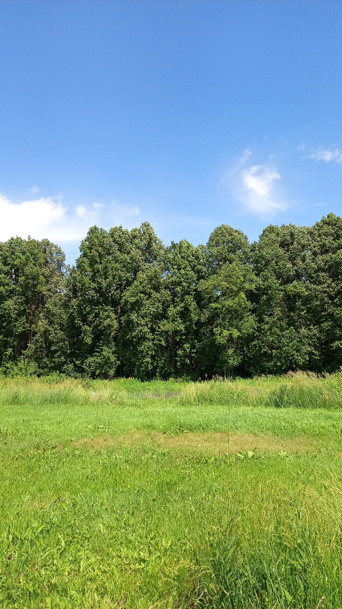 This media file depicts a natural outdoor scene with a clear blue sky dotted with a few white clouds. The lower half of the image is dominated by a vibrant green meadow filled with tall grass and wildflowers. In the background, a dense line of lush green trees forms a natural border. The overall impression is one of a bright, sunny day, likely in the late spring or summer, given the full foliage of the trees and the verdant meadow. There are no people or objects visible, and no text is present. The scene evokes a sense of tranquility and natural beauty, suggesting a rural or wilderness setting. The location context places this scene in Mikhailovka, Russia.