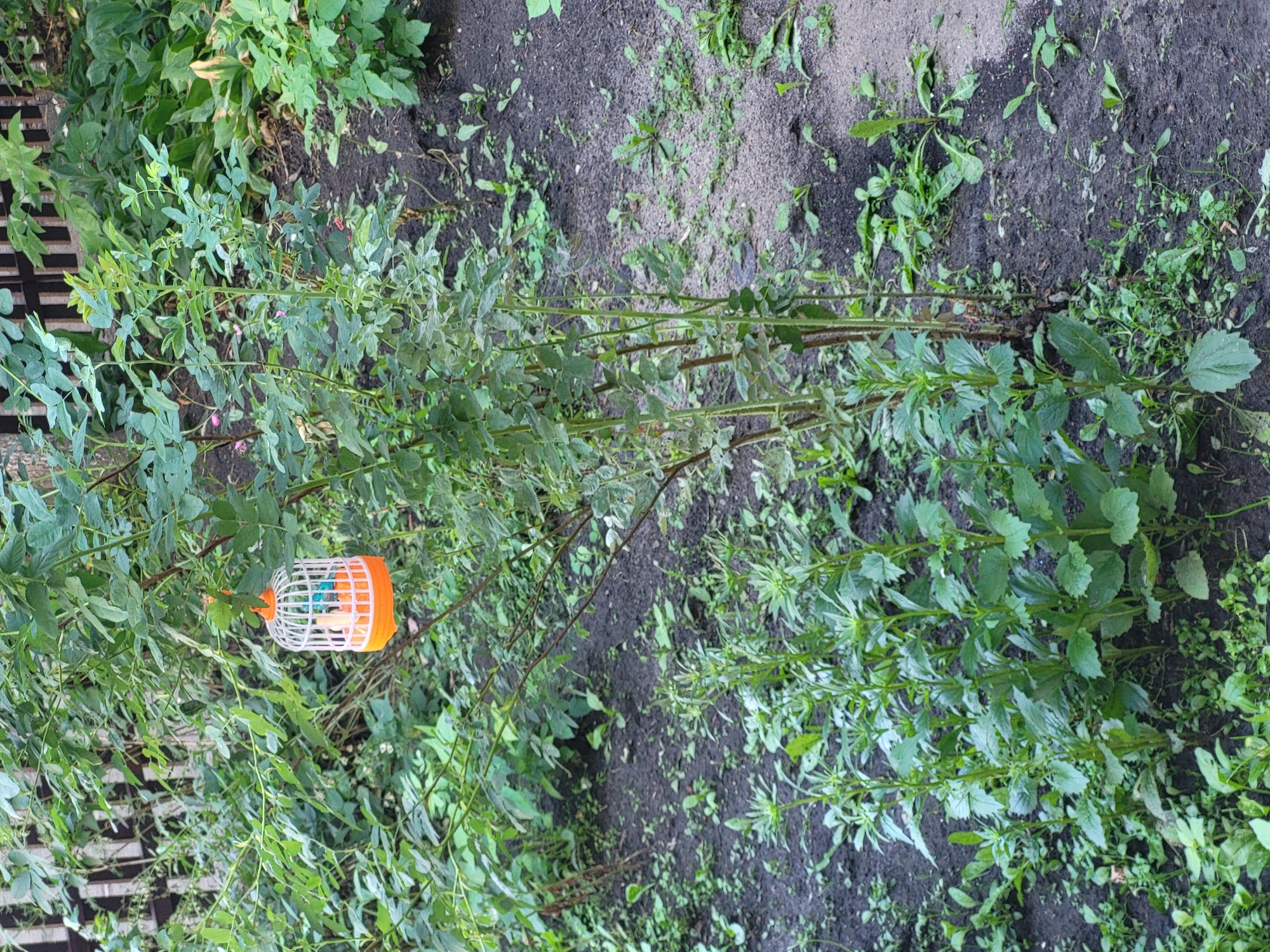 An orange and white plastic bird feeder hangs from a branch of a leafy green bush in an outdoor, natural setting. The feeder is cylindrical with white bars and an orange base and top. Inside the feeder, a small blue and orange plastic bird toy is visible. The bush is surrounded by dark, loamy soil with patches of scattered green weeds and some larger plants. A wooden fence with dark vertical slats is visible in the background. The scene appears to be in a garden or park area.