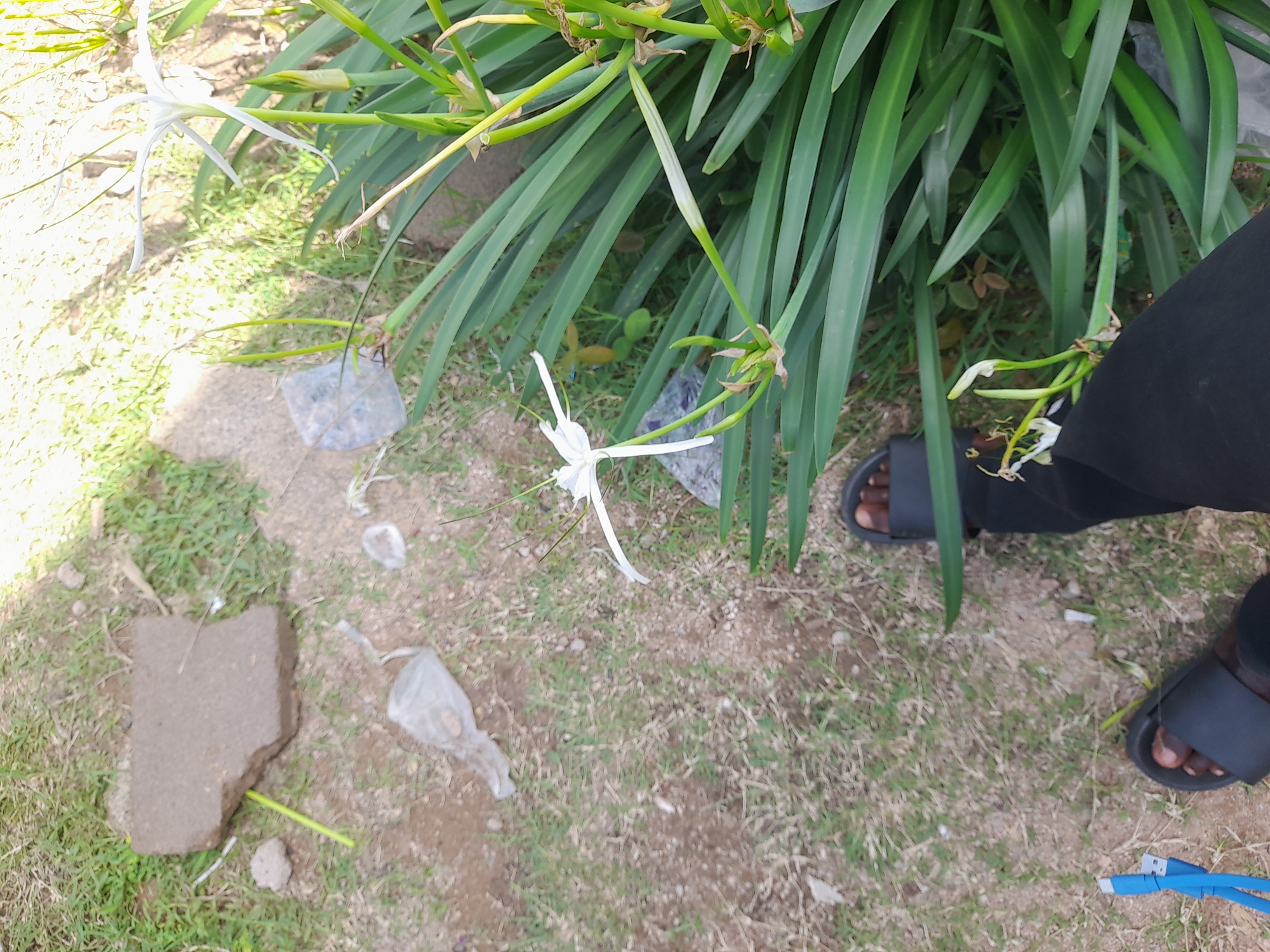 An overhead, medium shot captures a close-up view of a white spider lily in bloom, its delicate petals reaching outwards against a backdrop of lush green foliage. In the foreground, a person's feet, clad in black sandals, are visible, suggesting a relaxed, outdoor setting. The ground is a mix of dry earth and sparse grass, with a few pieces of debris scattered about, including a broken piece of concrete and a discarded plastic bag. The overall impression is one of a natural yet slightly unkempt environment, possibly a garden or a less manicured area within the city of Jalingo, Nigeria.