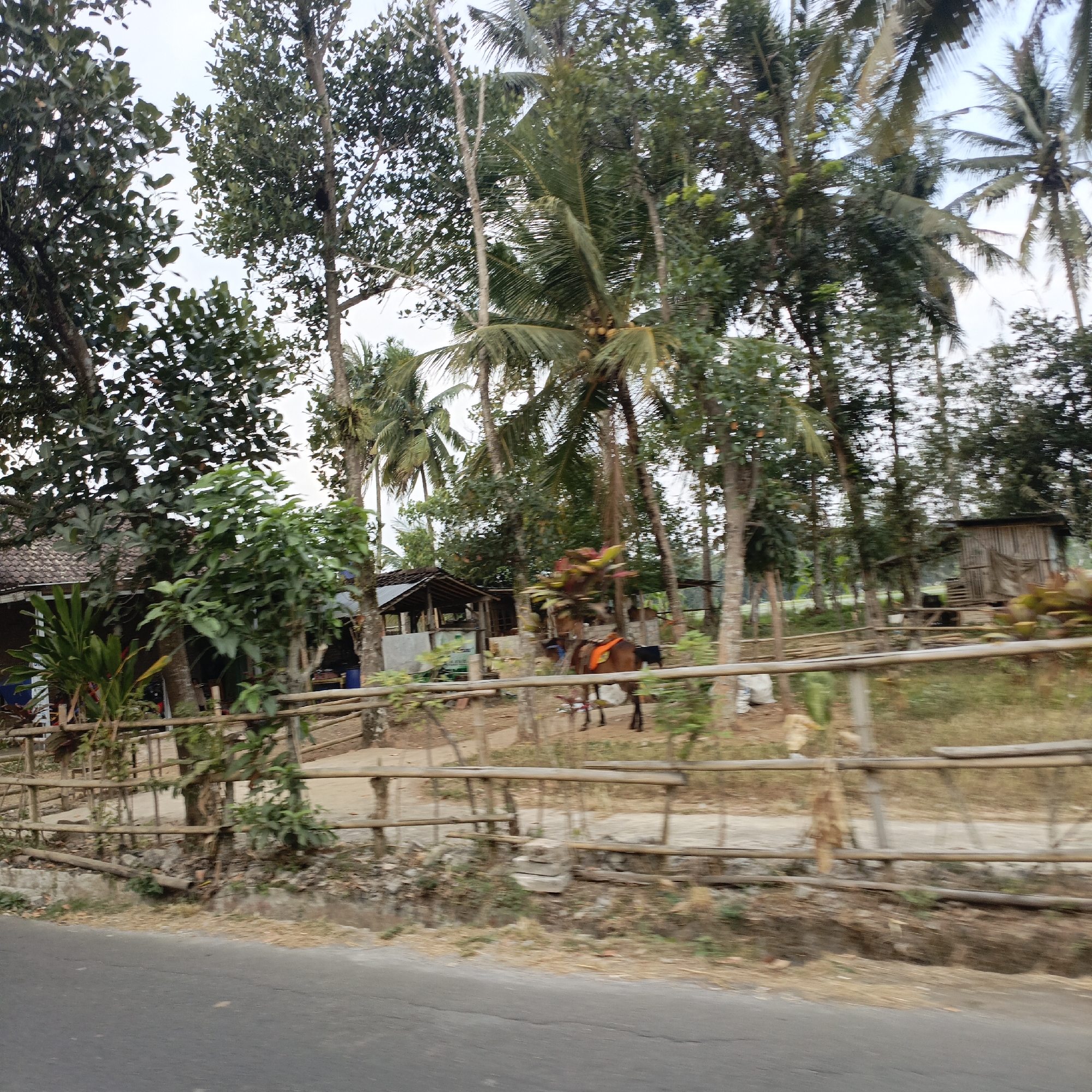 The image depicts a rural roadside scene in Salatiga, Indonesia, characterized by lush vegetation and traditional Indonesian structures. A brown horse, saddled with an orange blanket, stands near a simple wooden fence. Behind the fence, a small, rustic wooden structure with a tiled roof is visible, suggesting a dwelling or storage area. Numerous trees, including palm trees, dominate the background, creating a dense, green environment. The road in the foreground is paved and appears to be a typical Indonesian village road, with some dry grass and debris along its edge. The overall impression is one of a tranquil, natural setting within a rural Indonesian landscape.