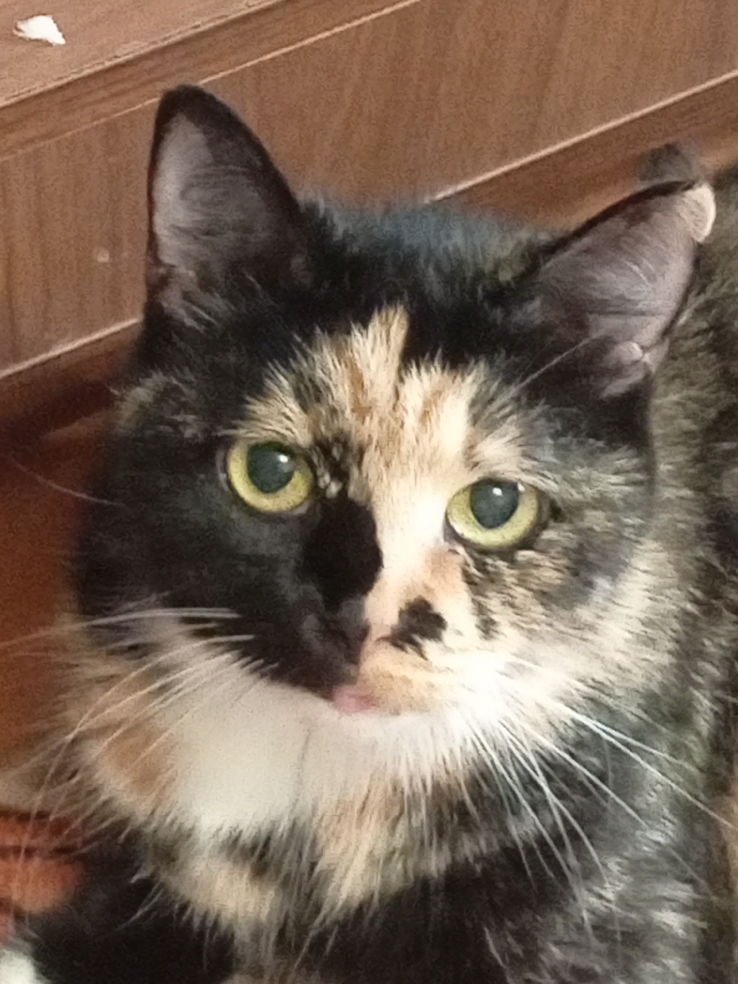 A close-up, eye-level, medium shot captures a tortoiseshell cat looking directly at the camera. The cat's face is split down the middle by a stripe of light tan fur, with black fur covering the left side and a mix of black, tan, and white fur on the right. Its eyes are a vibrant green, and white whiskers fan out from its muzzle. The cat's ears are pointed and black, with the left ear showing a slight tuft of gray fur. Behind the cat, a wooden surface with visible grain and a horizontal groove is dimly lit, with a small white object, possibly a crumb, visible in the upper left corner. The background is out of focus.