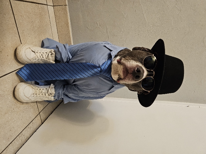 The image depicts an indoor scene, identified as being in Esch-sur-Alzette, Luxembourg. The primary subject is a domestic canine, appearing to be a grey and white Pit Bull-type dog, positioned centrally and seated upright, facing forward towards the camera.
The dog is dressed in human clothing and accessories. It wears a black fedora-style hat on its head and round, gold-framed sunglasses with dark lenses across its eyes. A light blue long-sleeved button-down shirt covers its torso, with the sleeves appearing to be rolled or bunched around its front legs. A blue necktie with diagonal dark blue or black stripes is tied around its neck and hangs down the front of the shirt. Two white high-top sneakers are placed on the floor in front of the dog, one in front of each front leg. The sneakers exhibit signs of wear, including scuff marks and dirt.
The background consists of a light grey textured wall on the left side, meeting an off-white or light cream smooth vertical surface, possibly a door frame or wall section, on the right. A light-colored baseboard is visible at the bottom of the wall on the left. The dog is situated on a tiled floor composed of light beige or cream-colored square tiles with dark grout lines. No other individuals or interactions are discernible in the scene.