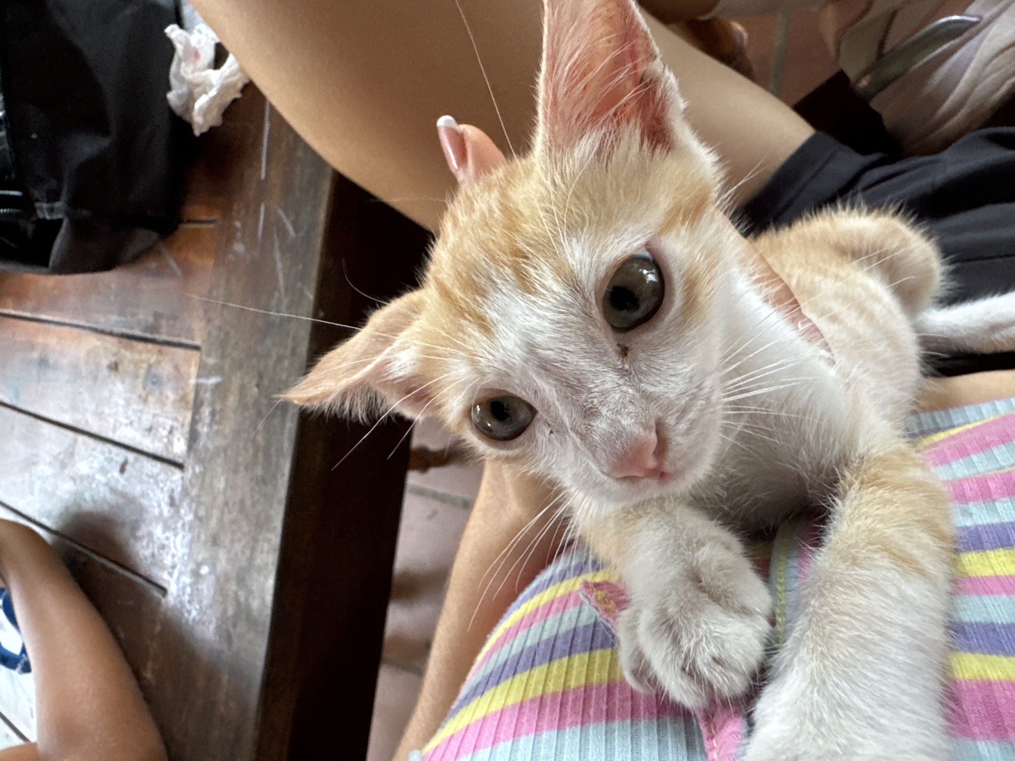 A ginger and white kitten is being held in a person's arms. The kitten is looking directly at the camera with large, brown eyes and has a pink nose and white whiskers. It is wearing a striped shirt with pink, yellow, blue, and purple stripes. The person's arms are visible, one with a fingernail that has a French manicure. In the background, a wooden table with planks is visible, with a black bag and some white tissue paper on it. The scene appears to be outdoors, possibly on a patio or deck, given the wooden furniture and natural light. The overall atmosphere is casual and intimate, focusing on the interaction between the kitten and the person holding it. The setting of Mui Ne, Vietnam, suggests a tropical or coastal environment, though this is not explicitly depicted in the image.