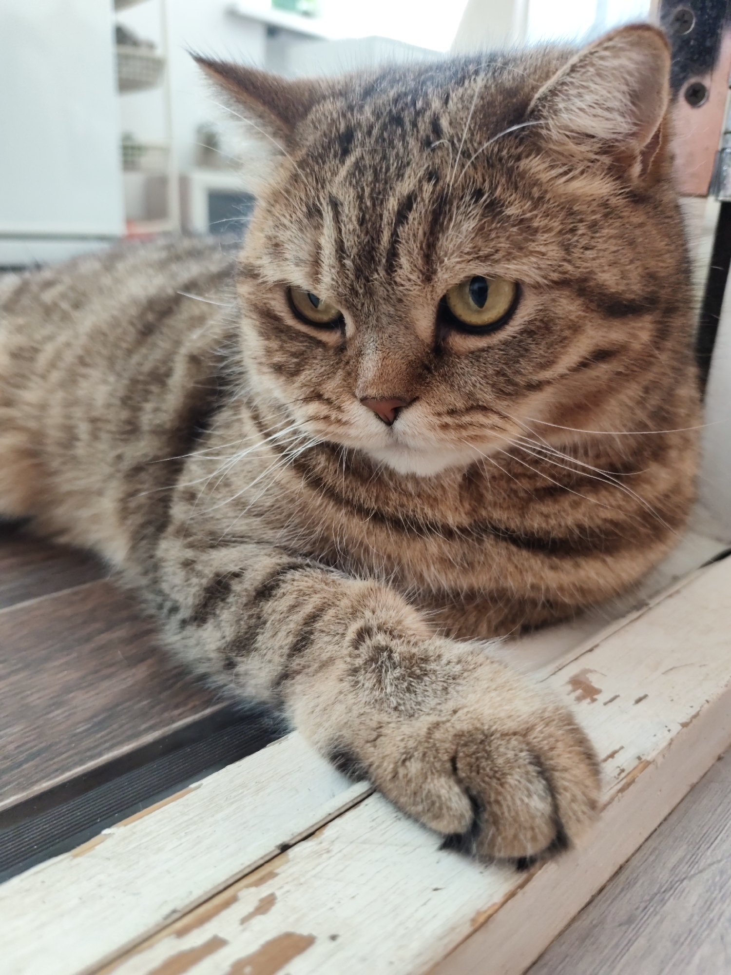 A close-up, medium shot shows a tabby cat lying down on a surface composed of dark wood planks and a weathered white wooden board. The cat, primarily brown with black tabby markings, is facing left and looking downwards. Its front left paw rests on the white board, with claws slightly visible. The background is blurred, featuring what appears to be an indoor setting with shelves and a window. The lighting is natural, coming from the right side of the frame. The image appears to be taken indoors, likely in a residential setting in Komsomolsk-on-Amur, Russia, though no specific city landmarks are visible.